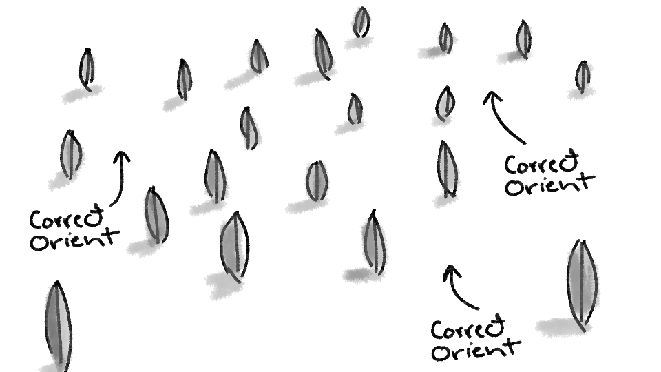 Diagram showing seedling growth with arrows indicating the direction of growth and notes labeled 'Coved Orient' in three places.