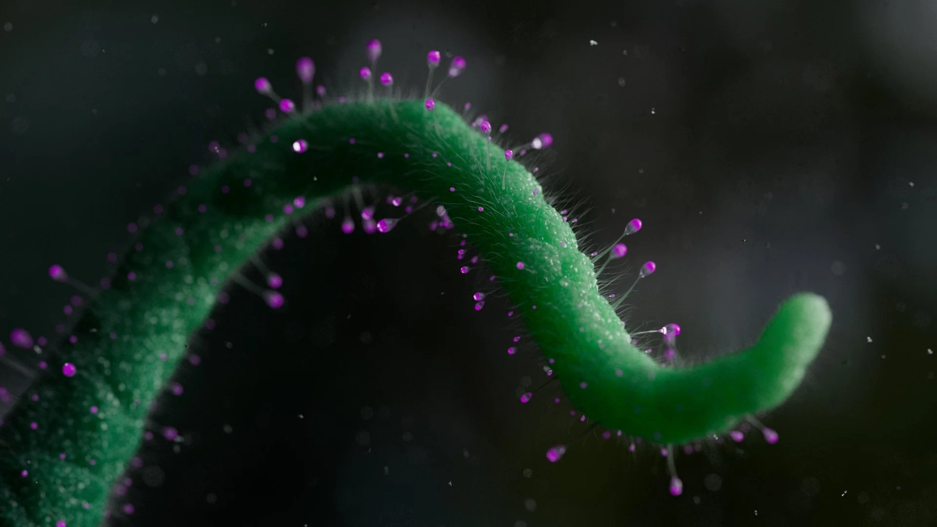 Close-up macro photo of a green plant stem covered with tiny purple and white structures, possibly trichomes or glandular hairs, on a dark background.