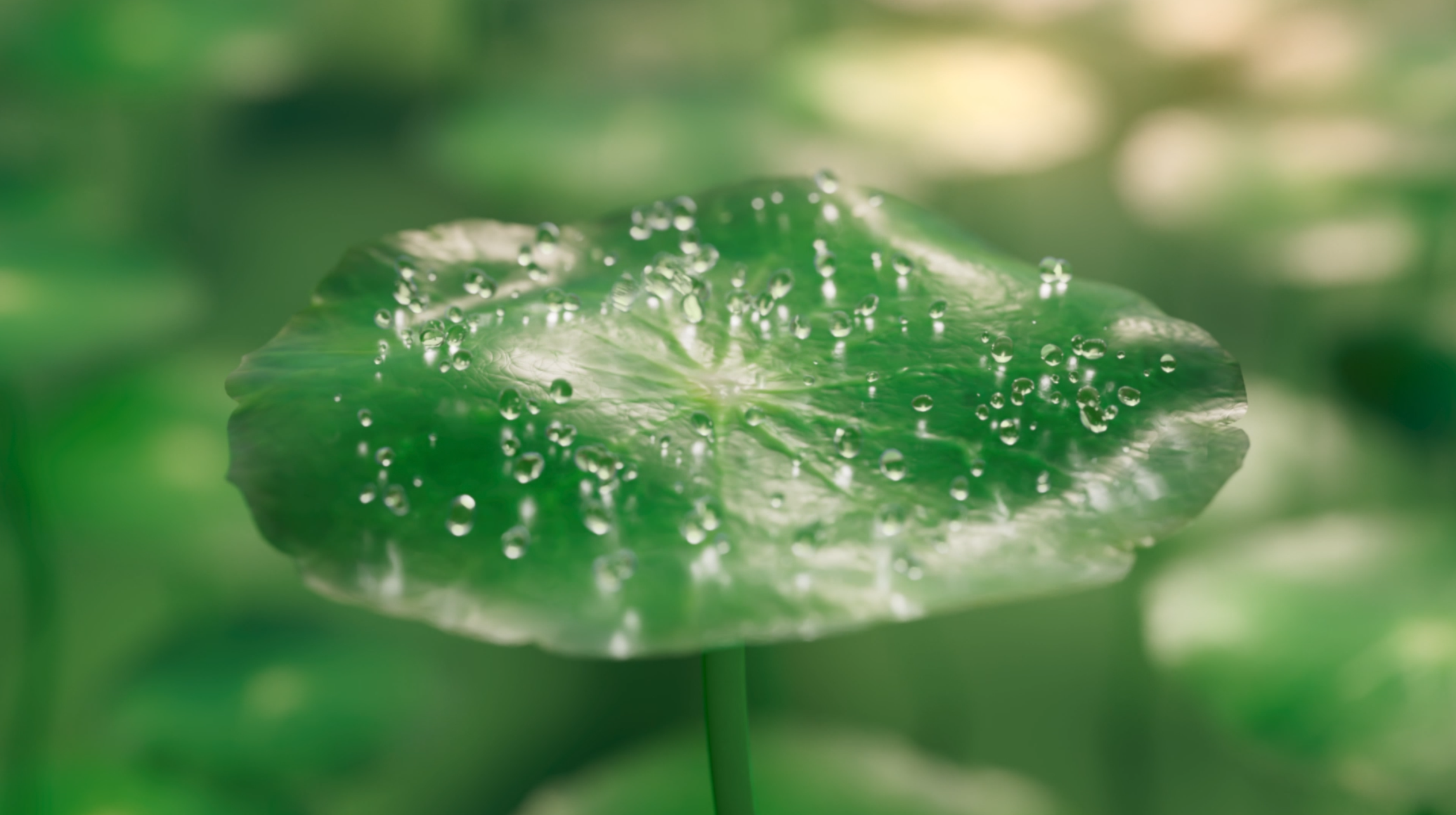 Close-up of a green lily pad with water droplets on it, reflected on the water's surface.
