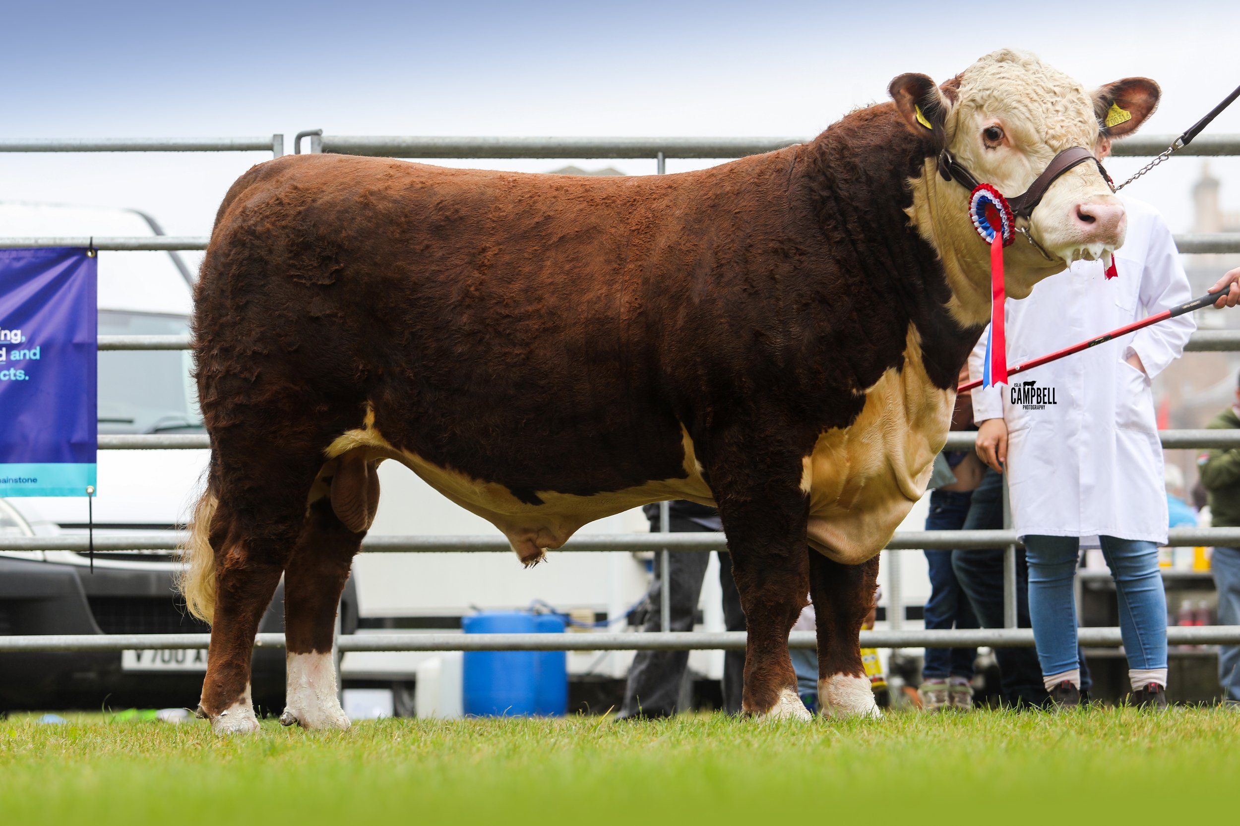 A cow with a white face and brown body standing on grass at a livestock event, wearing a blue, red, and white rosette ribbon and a halter, with a person in a white coat holding its lead.