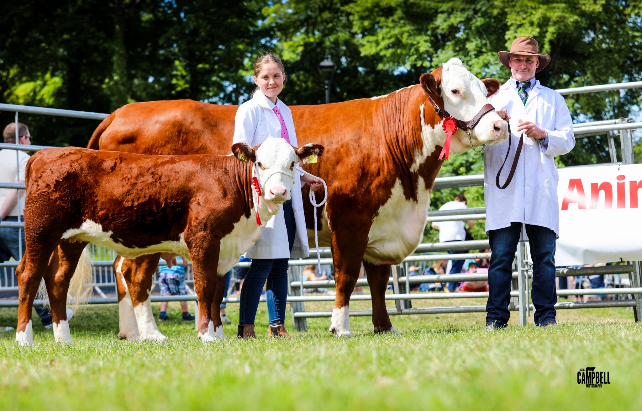 Native Champion Hereford Cow.jpg