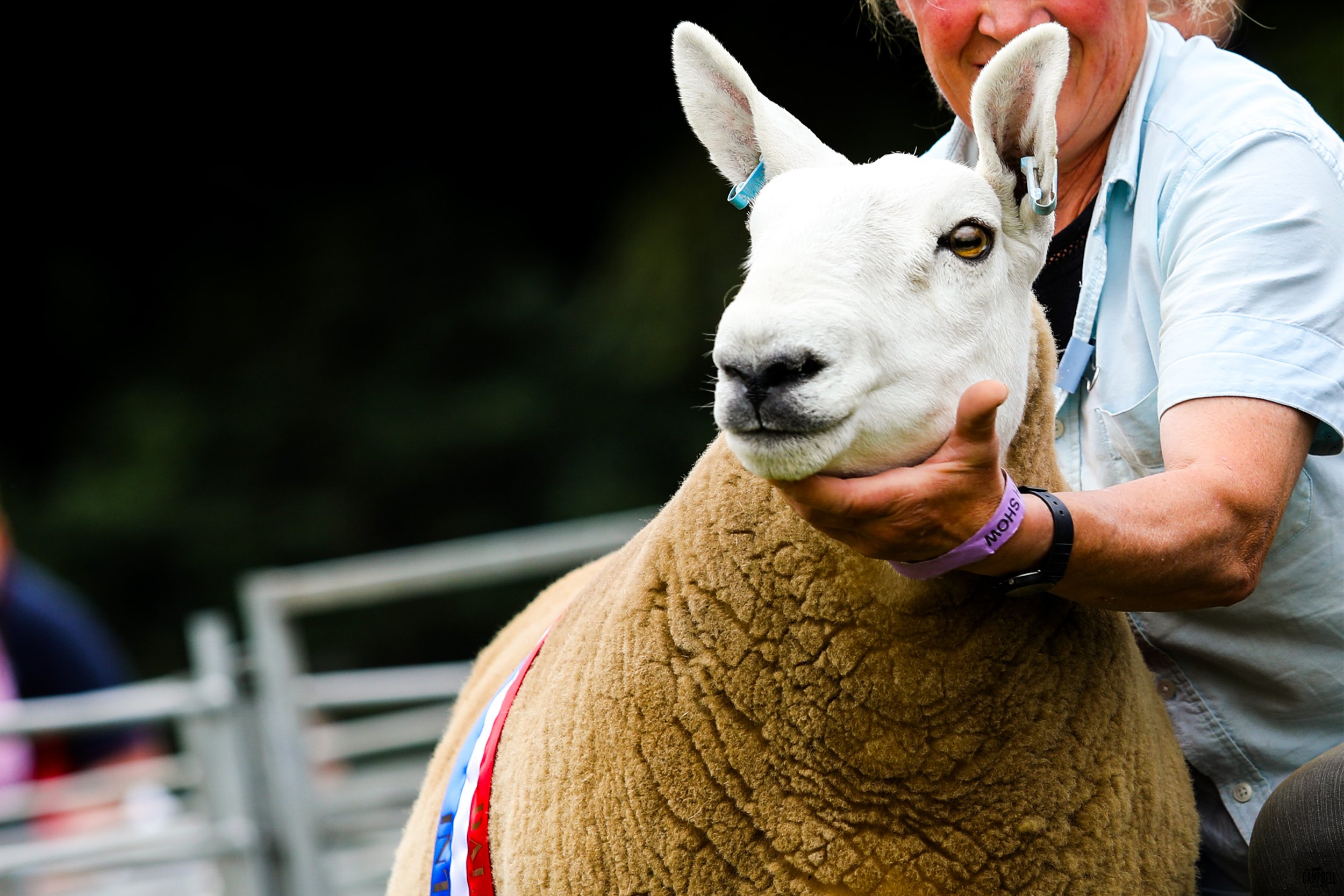 A person holding a white llama at an outdoor event, with the llama wearing a colorful ribbon and a purple wristband reading "SHOW".