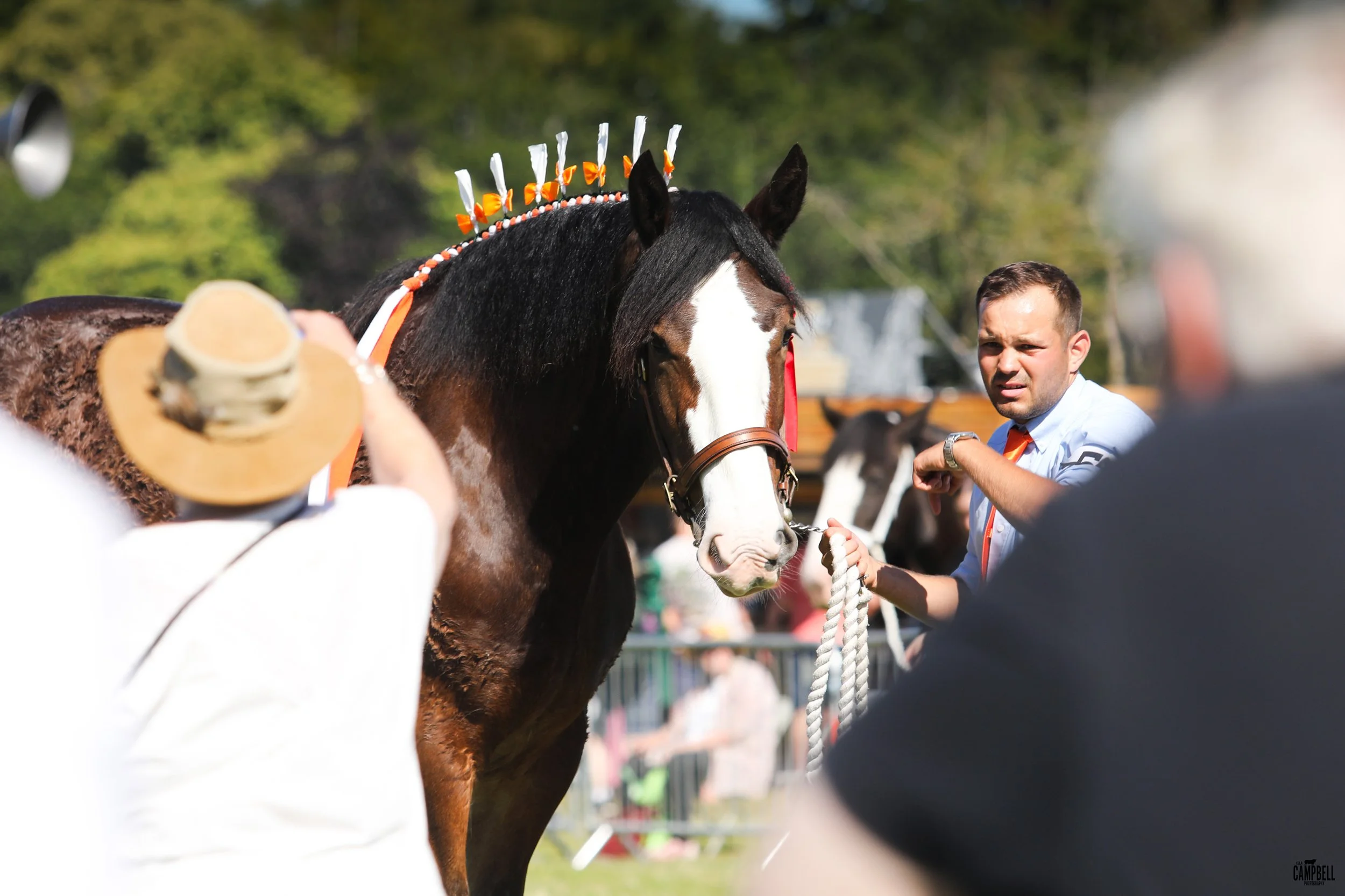 A man holds a horse with a decorated mane, wearing a bridle, at an outdoor event. People and trees are visible in the background.