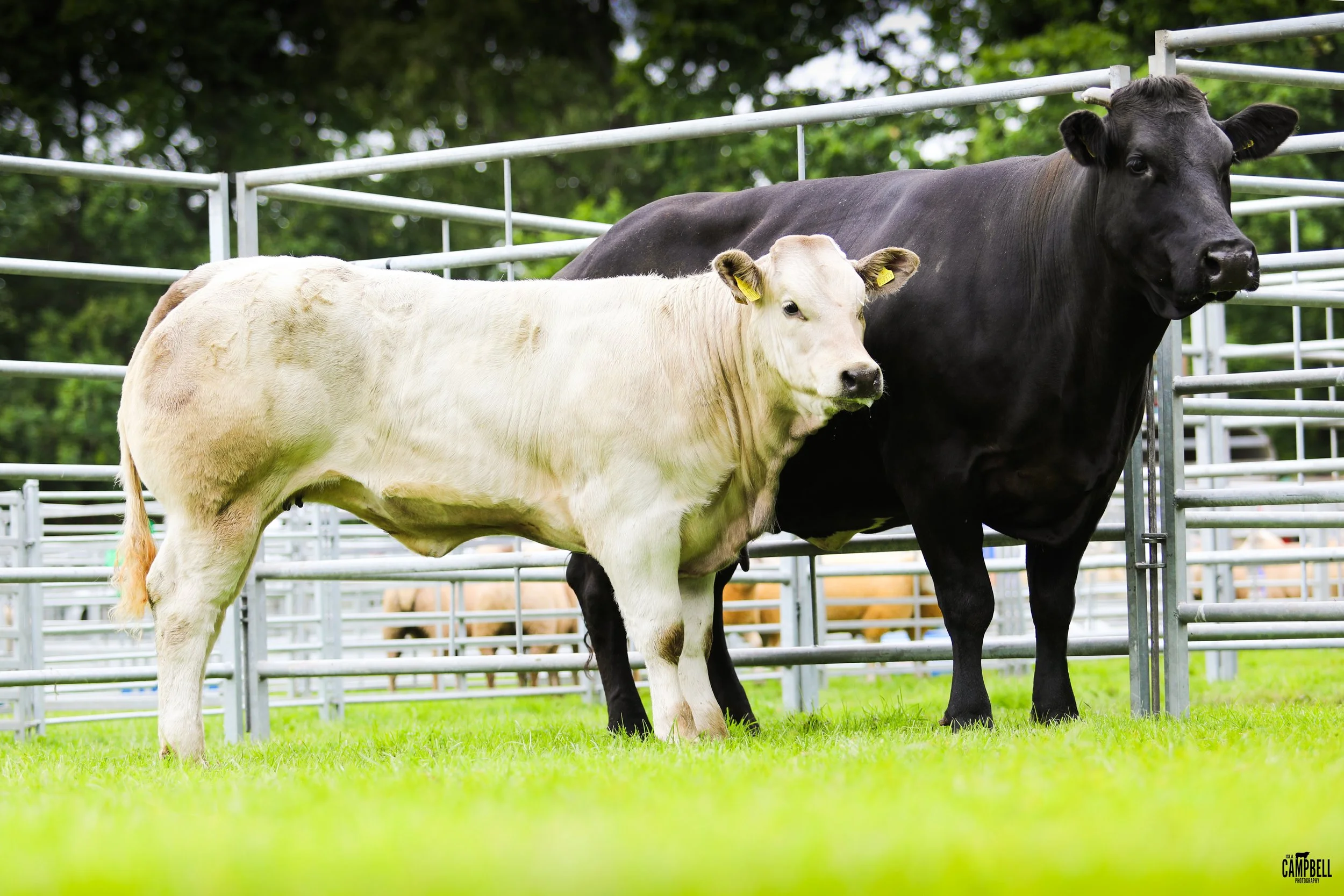 Champion commercial WESTER MIDDLETON ROSS.jpg