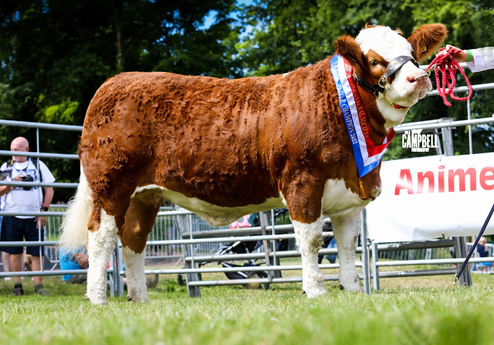 Champion Beef Interbreed Islavale Liqourice GAVIN BROWN.jpg
