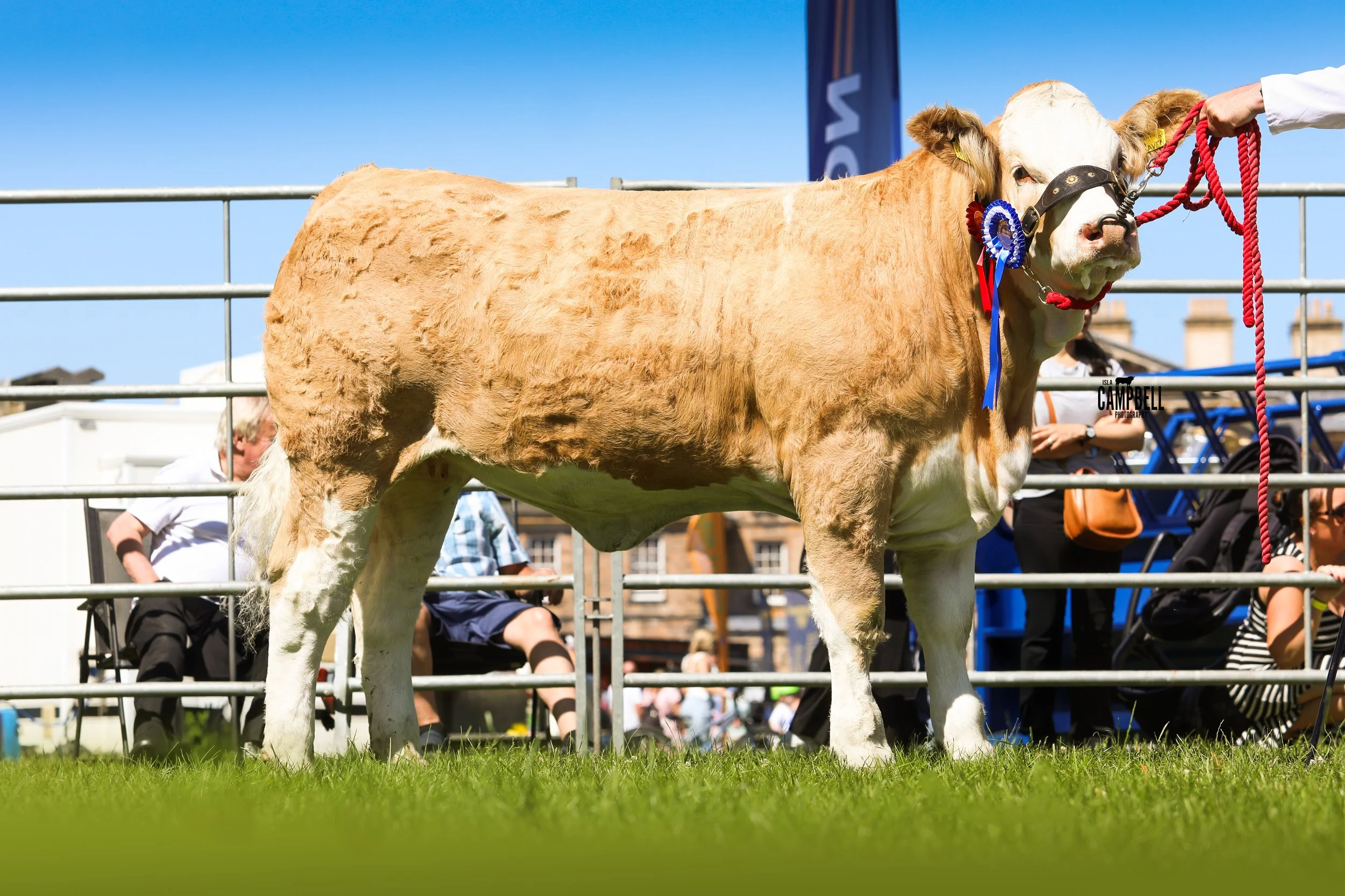 Reserve Interbreed Beef.jpg