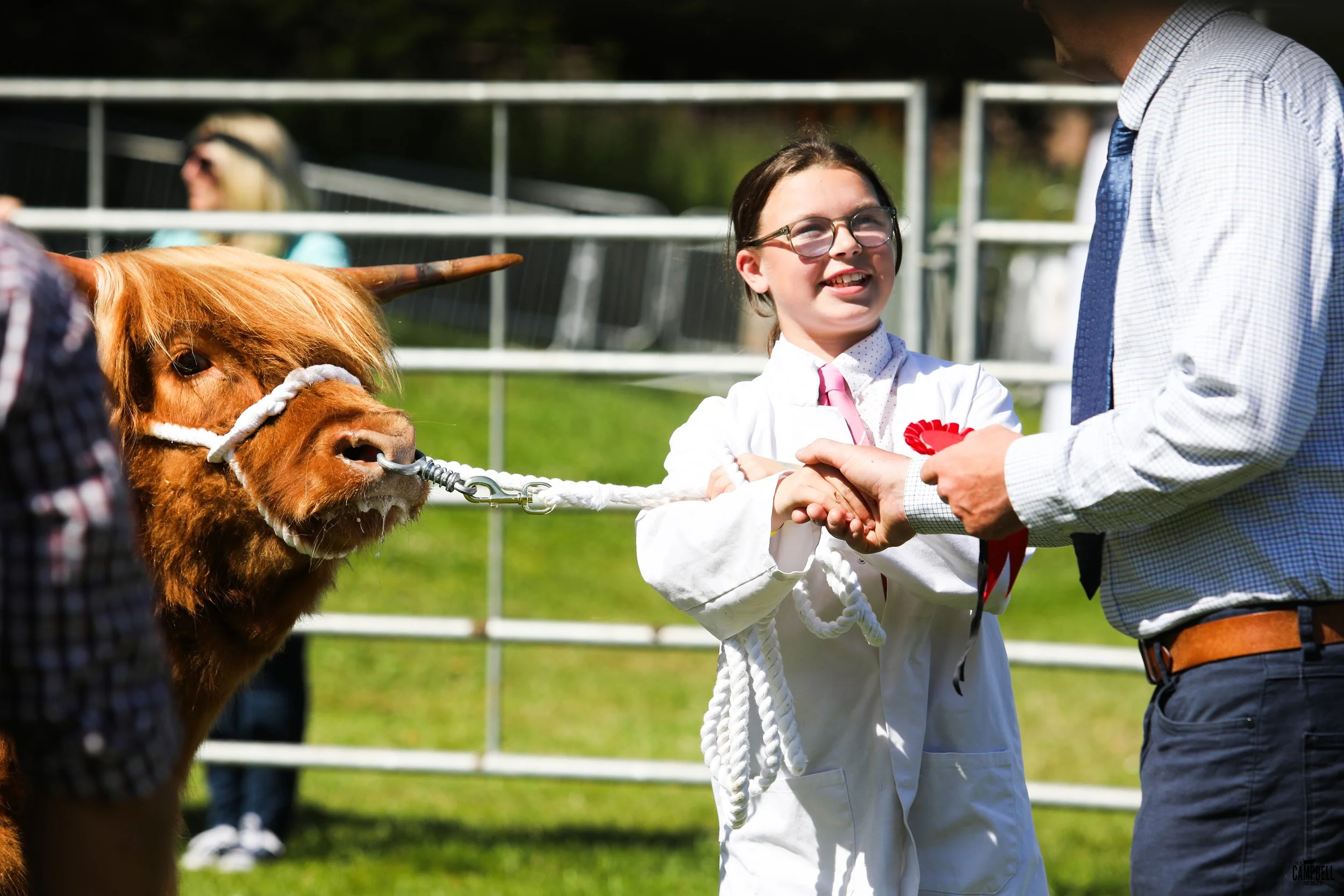 A young girl with glasses and a white coat smiling and shaking hands with a man in a gray shirt at an outdoor pet show. A brown Highland cattle with a white rope halter is nearby.
