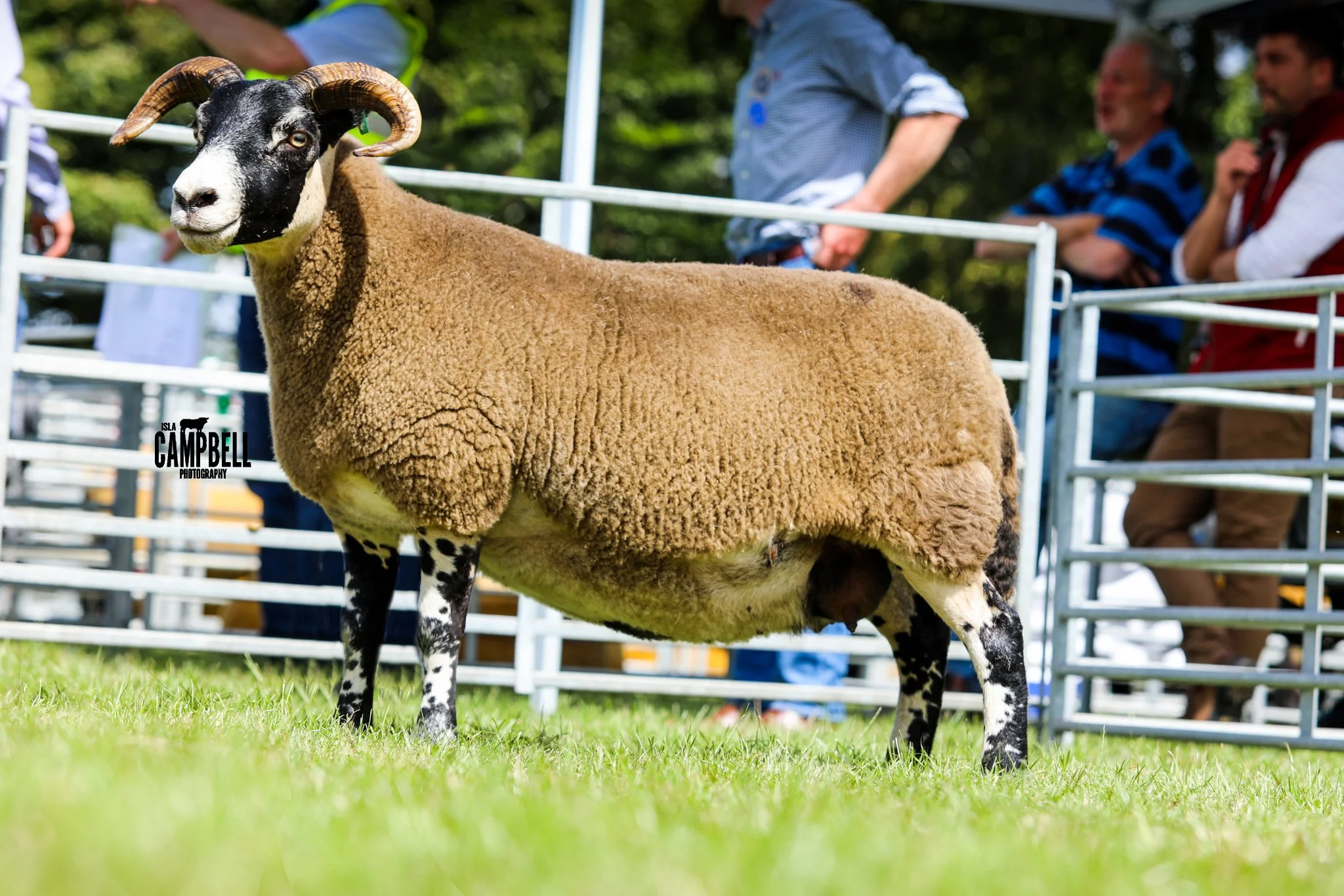 Reserve Interbreed Champion BLACKFACE.jpg