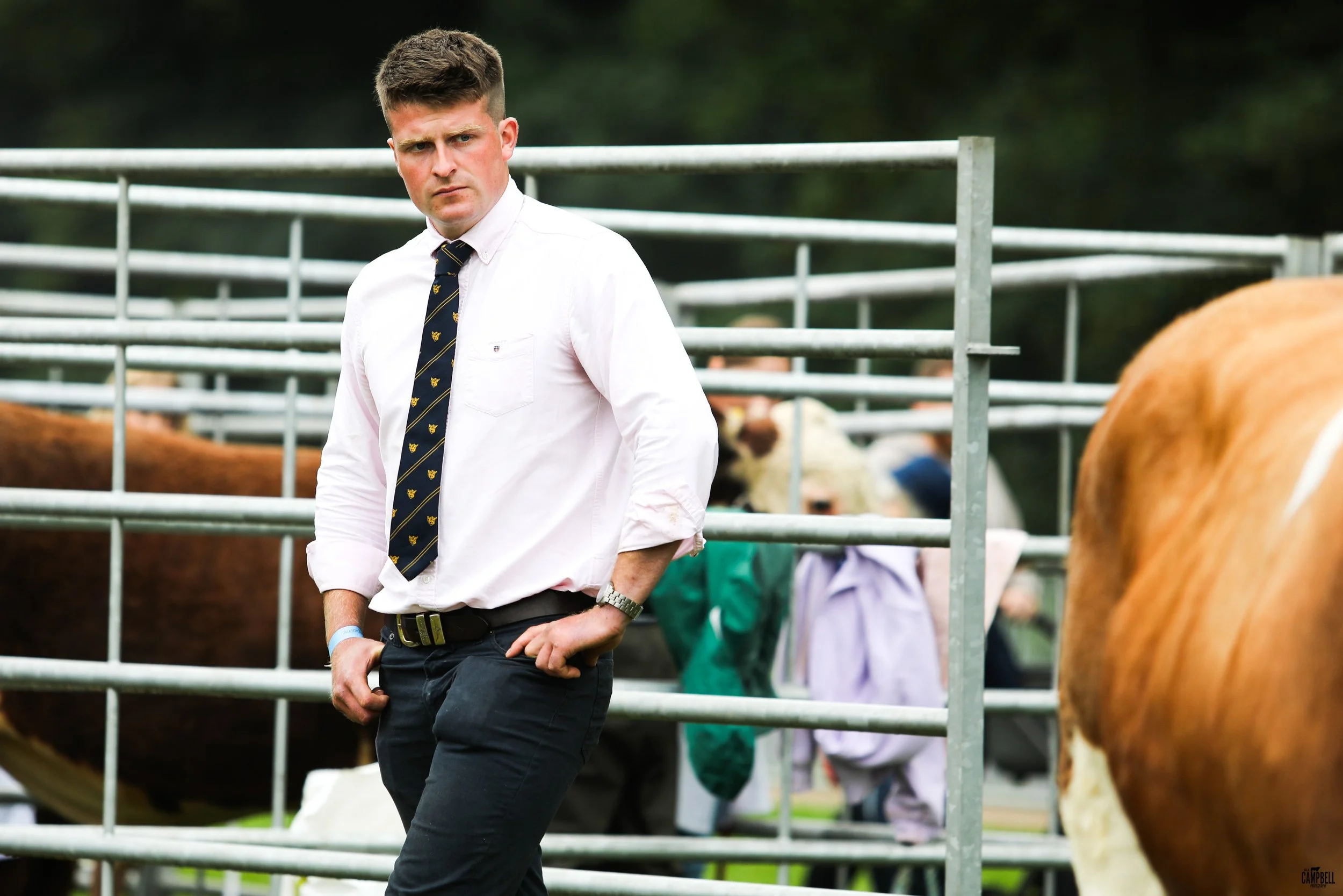 A young man with short brown hair wearing a white shirt, striped tie, and black pants standing near a fence with cows in the background at a farm or livestock event. He appears to be observing or inspecting the animals.