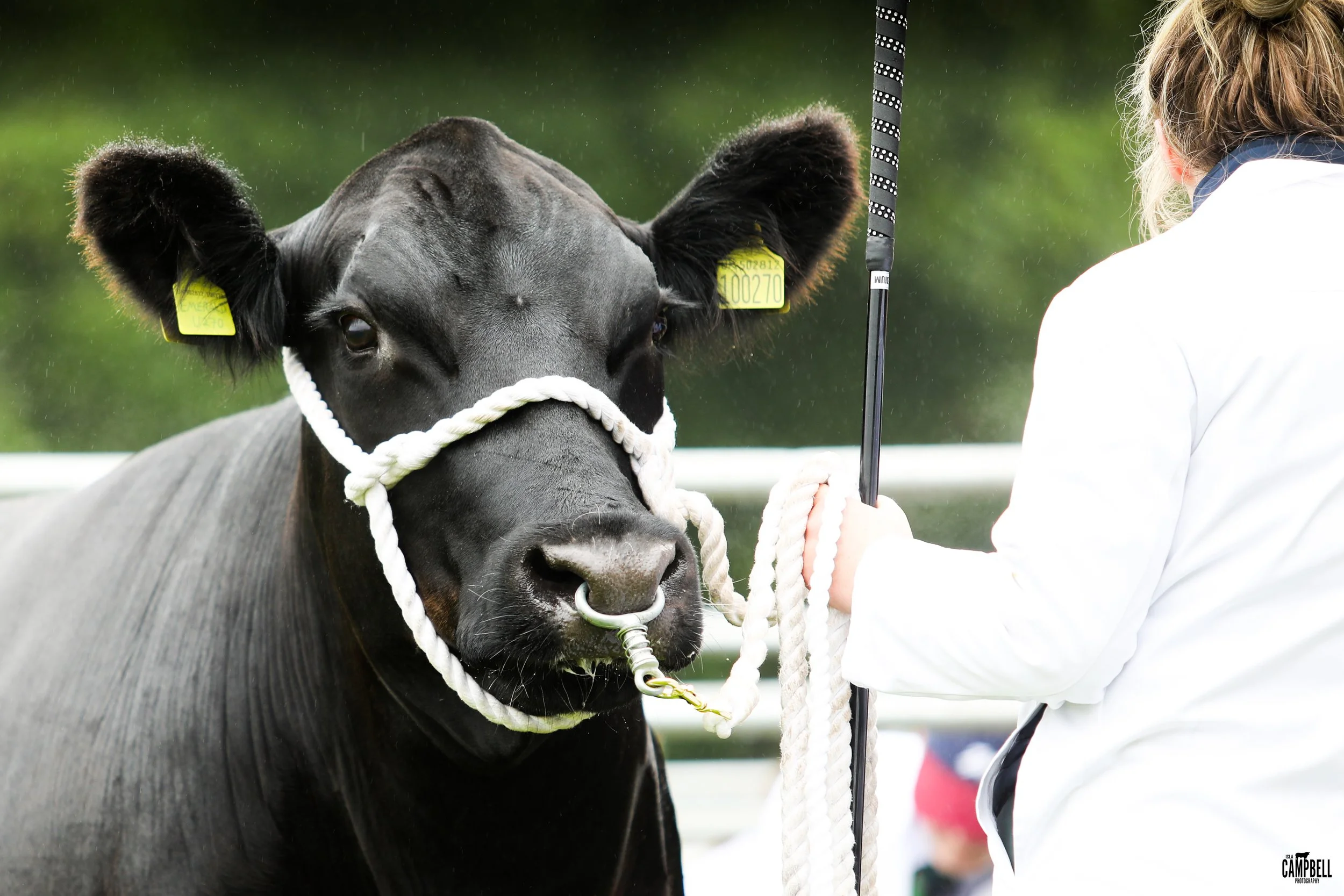 dalkeith show 24-02.jpg