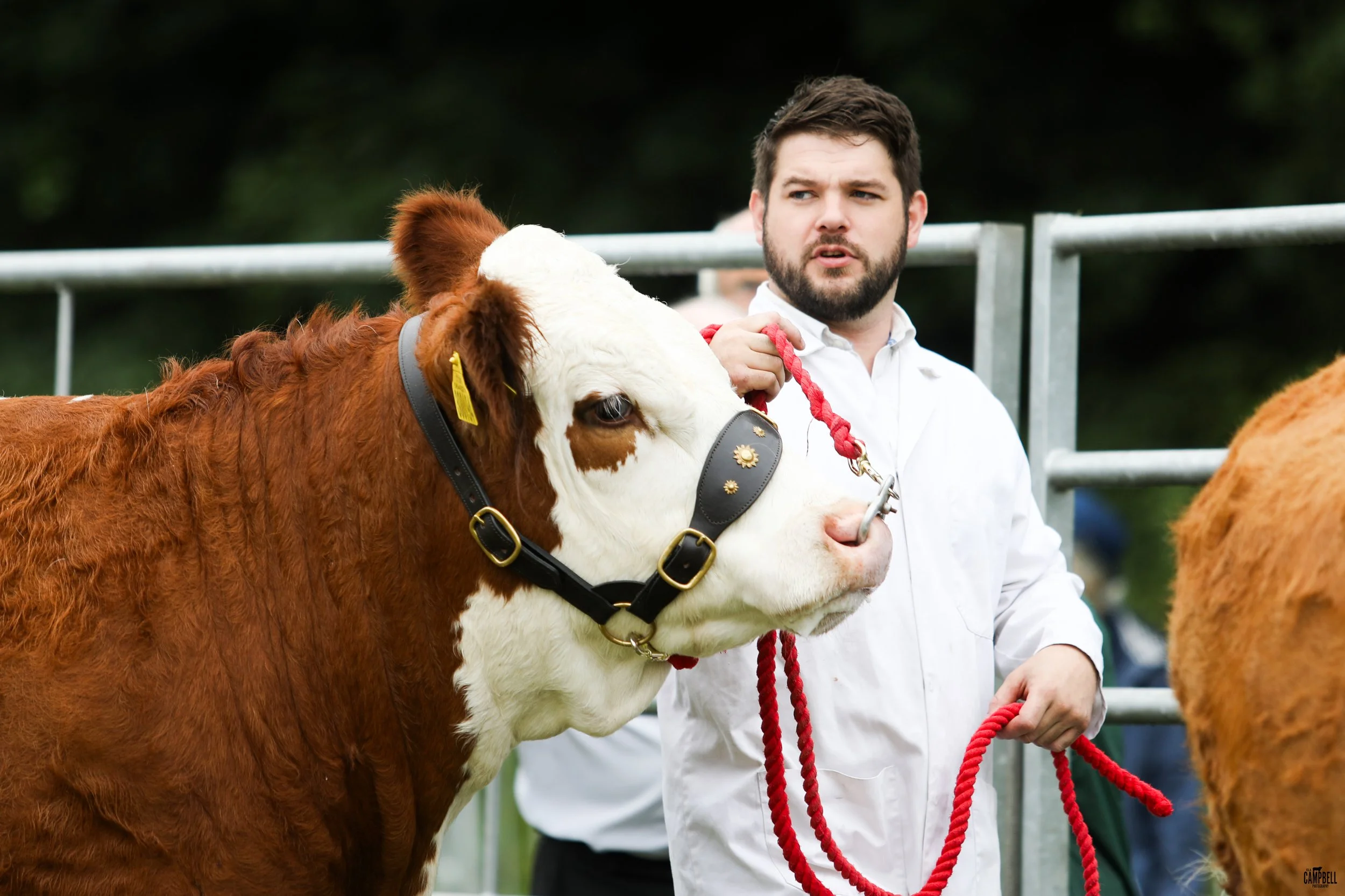 A man with a beard holding a red rope tethered to a brown and white cow at an outdoor event.