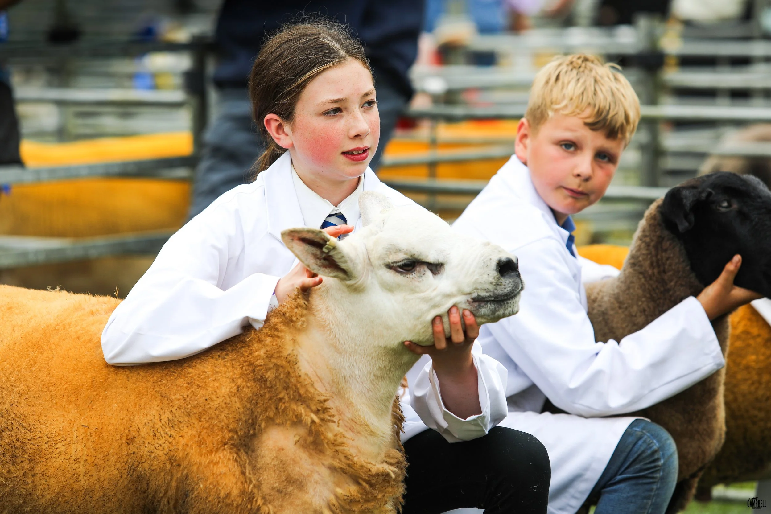 Two children, a girl and a boy, holding sheep at an outdoor event with bleachers in the background.