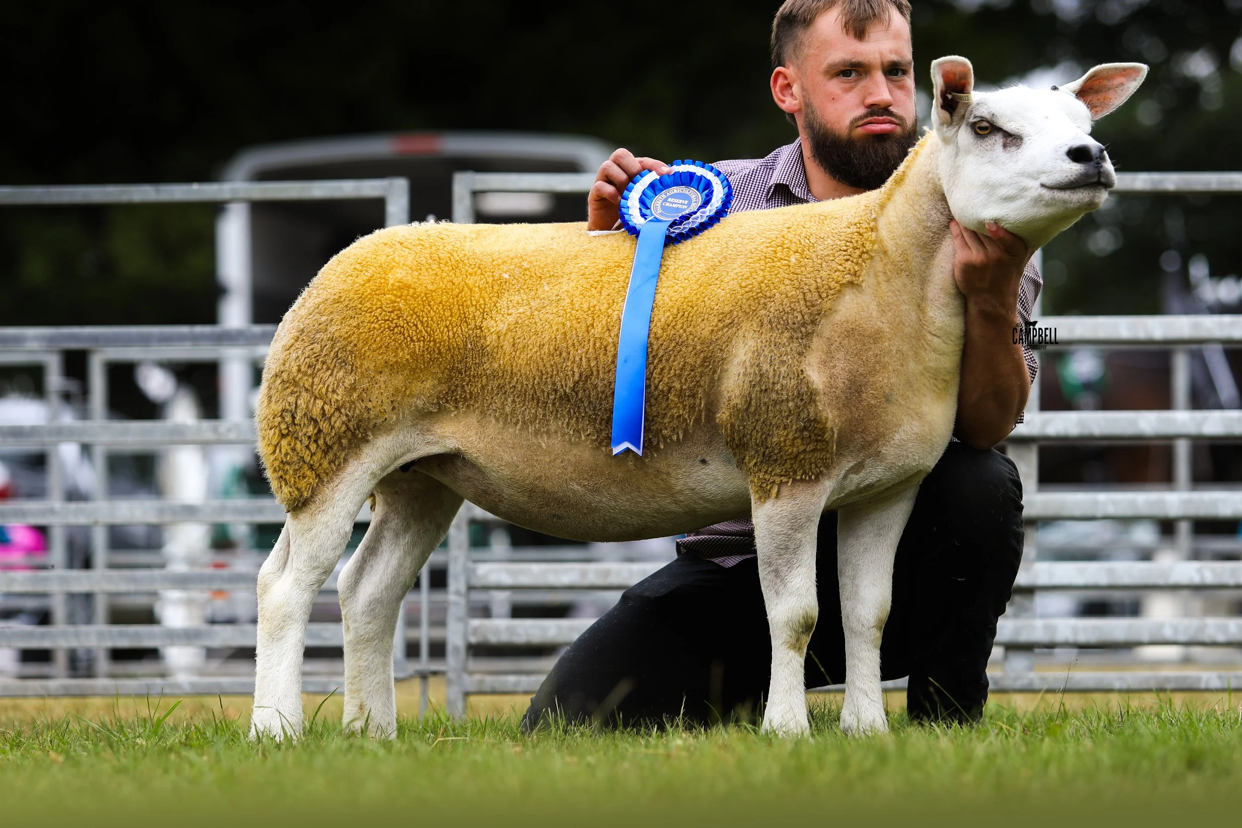 A man with a beard holding a sheep with a blue ribbon at a livestock show or competition.