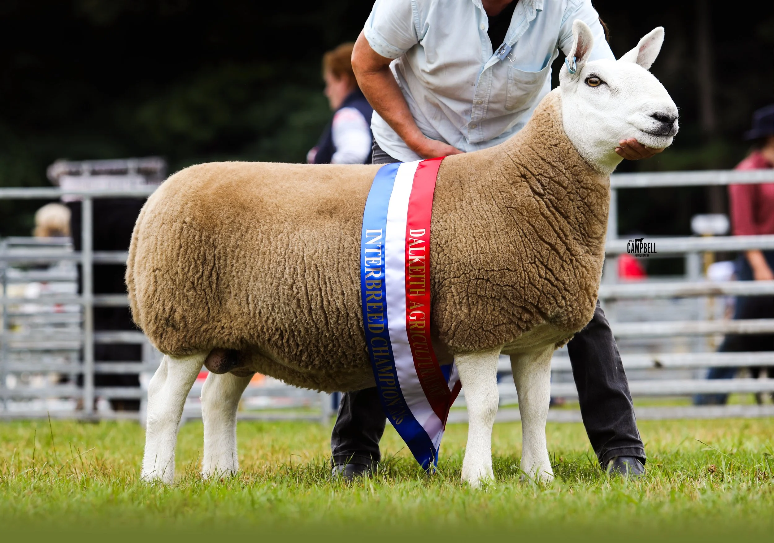 A sheep at a competition with red, white, and blue ribbons around its neck, standing on grass at an outdoor event.