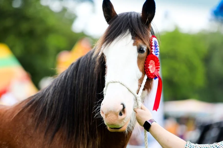 A brown and white horse with a rosette ribbon on its bridle at an outdoor event.