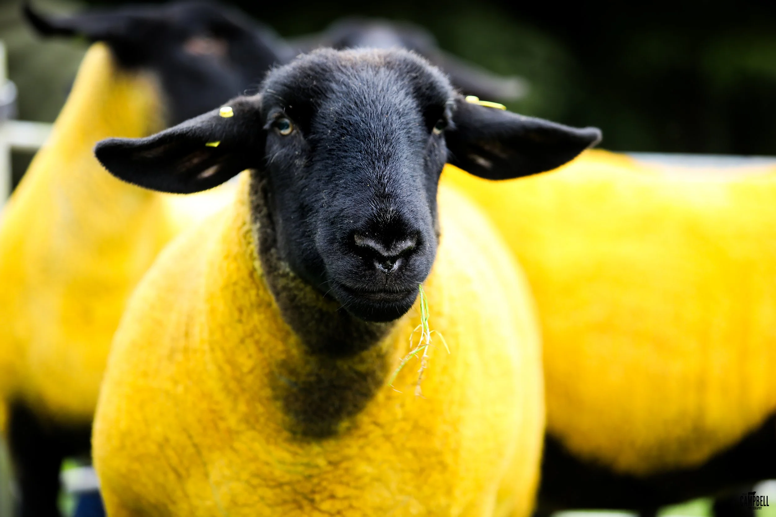 dalkeith show 24-76.jpg