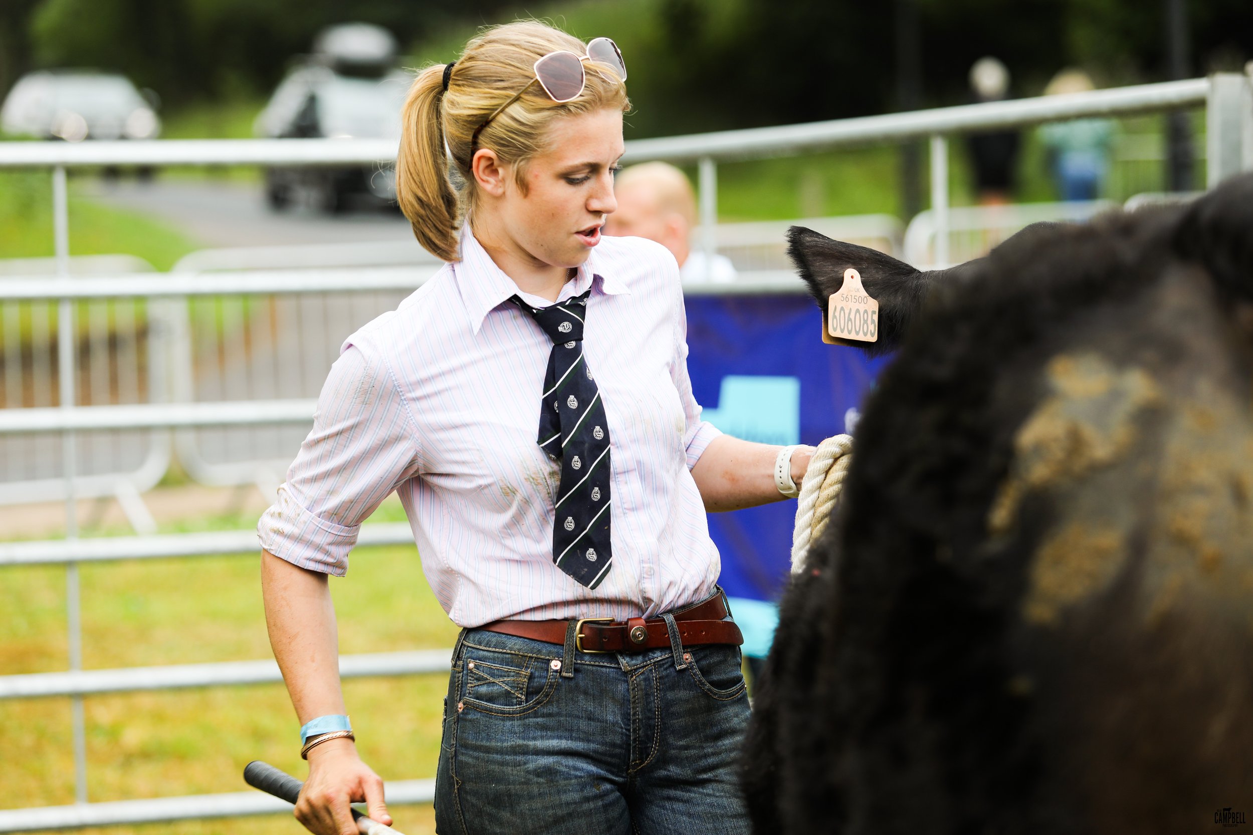 A young woman with blonde hair tied back, wearing sunglasses on her head, a light pink striped shirt, a black and white tie, and jeans, standing next to a black cow with an ear tag, at an outdoor event with fencing and parked cars in the background.