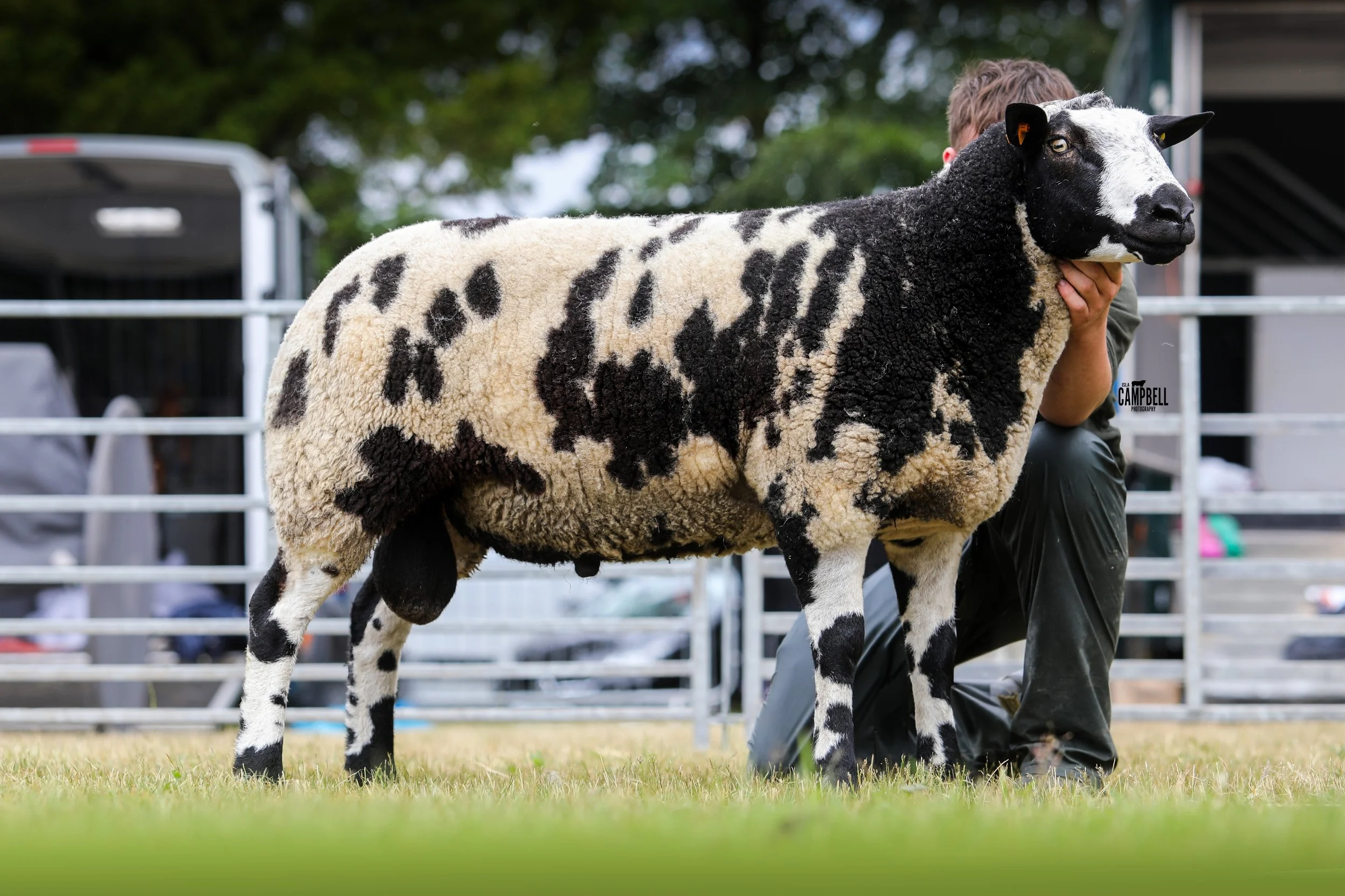 A black and white calf being held by a person at a farm or cattle show, with a fenced area and trees in the background.