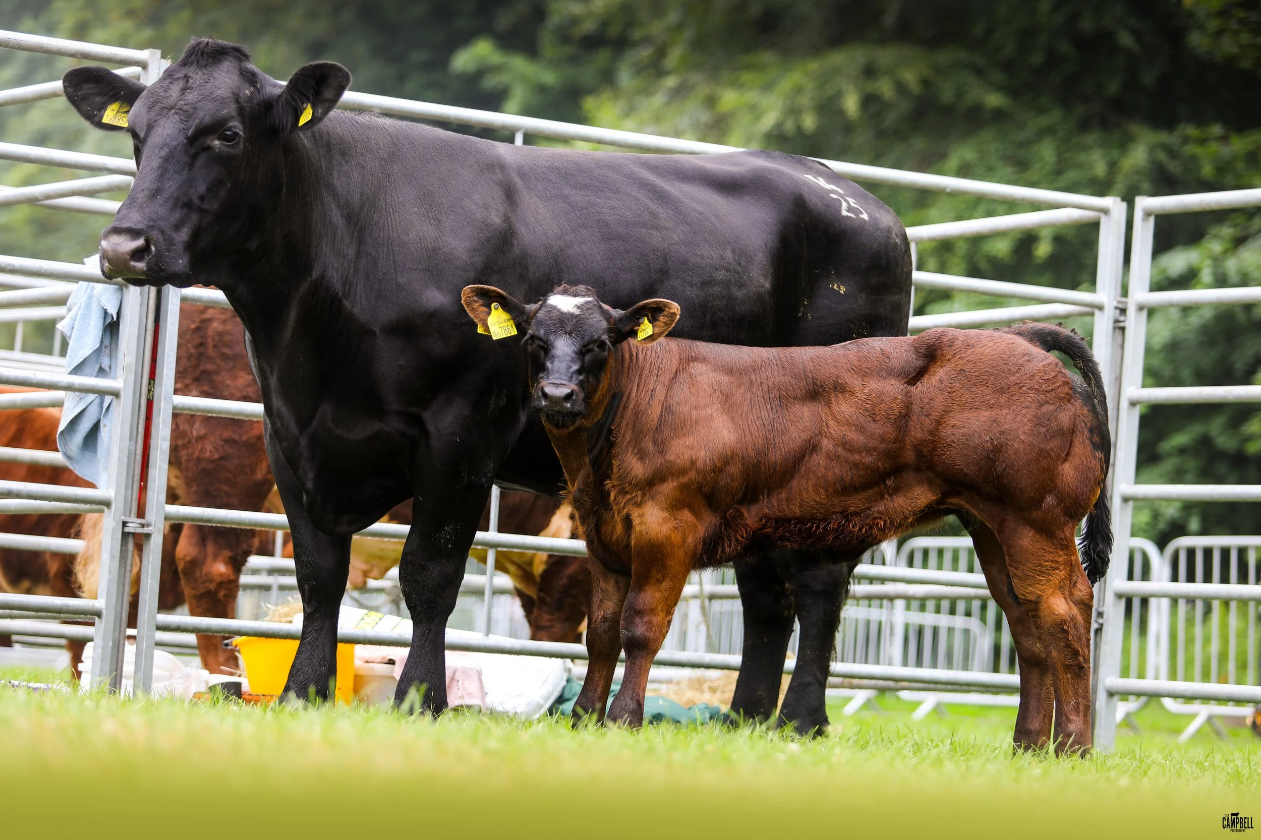 Black and brown calves inside a metal enclosure on a farm with green trees in the background.