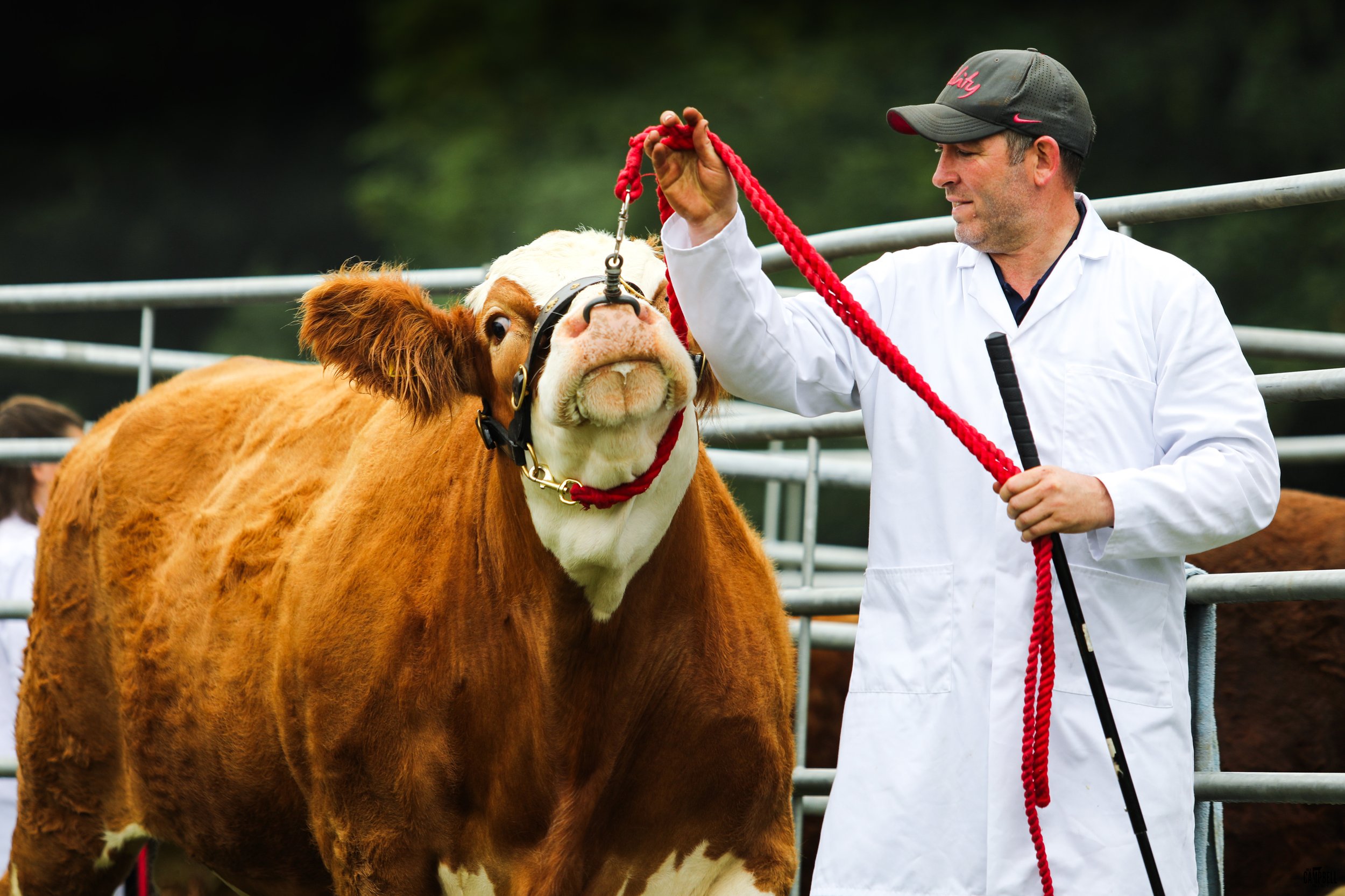 A man wearing a dark baseball cap and white coat holding a red rope leash attached to a brown and white cow with a halter, at an outdoor farm or petting zoo.