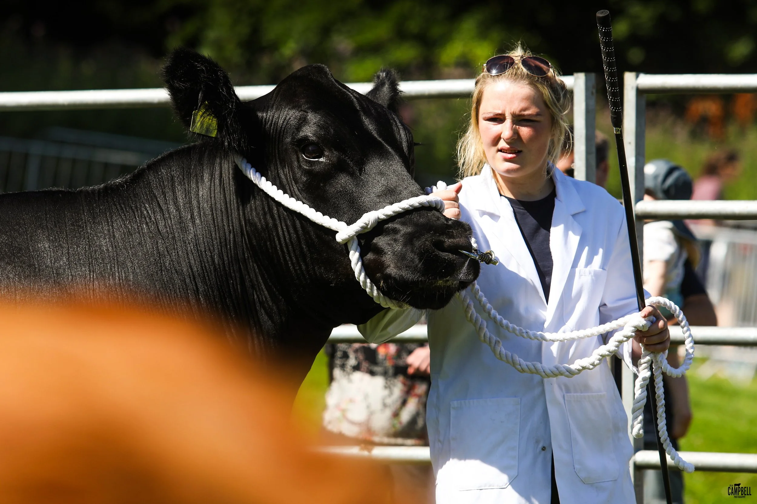 A woman wearing a white lab coat holding a black and white rope halter on a black cow, with a ruffled object in its mouth, in a farm or petting zoo setting.