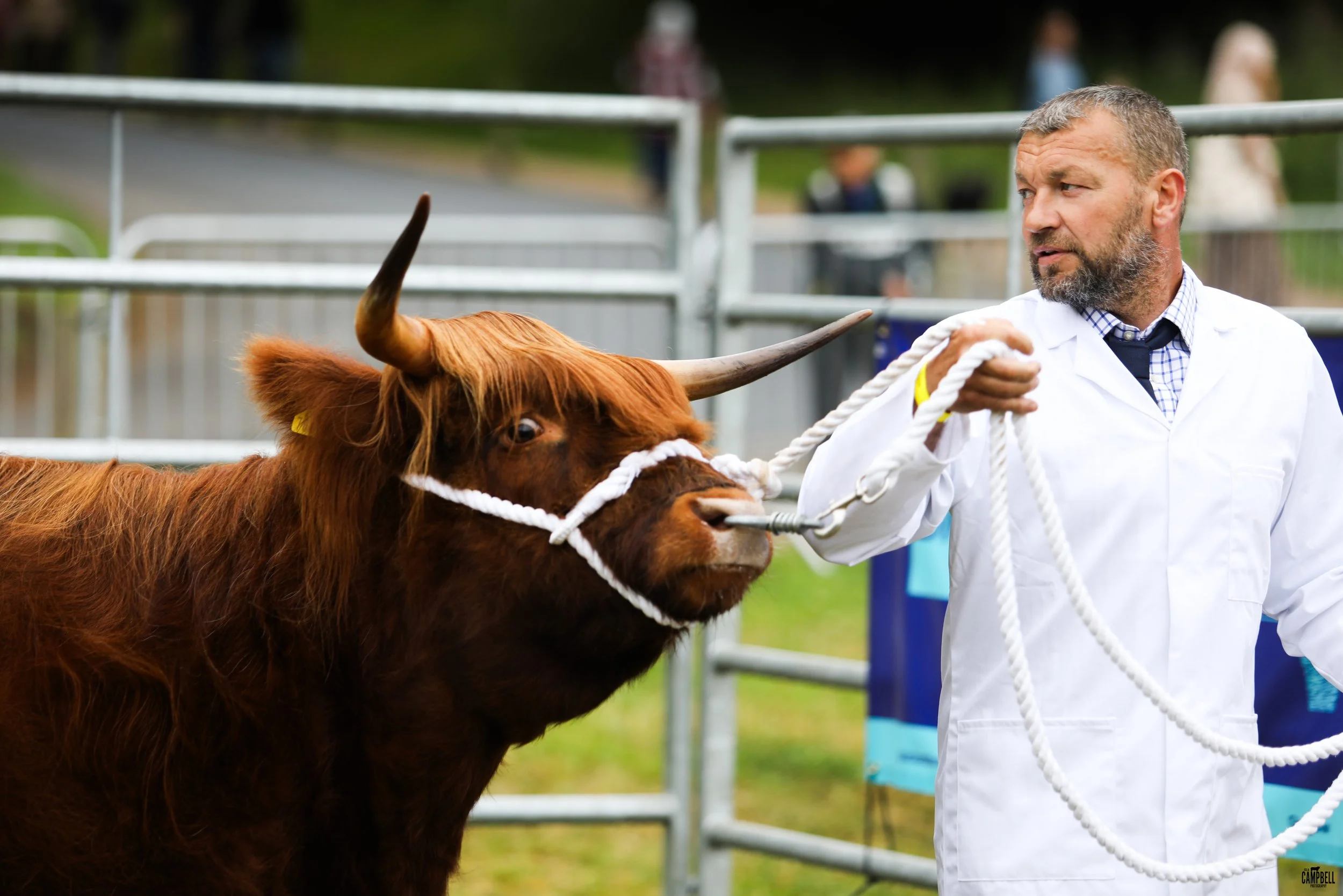 A man with a beard dressed in a white coat holding a rope attached to a brown Highland cow.