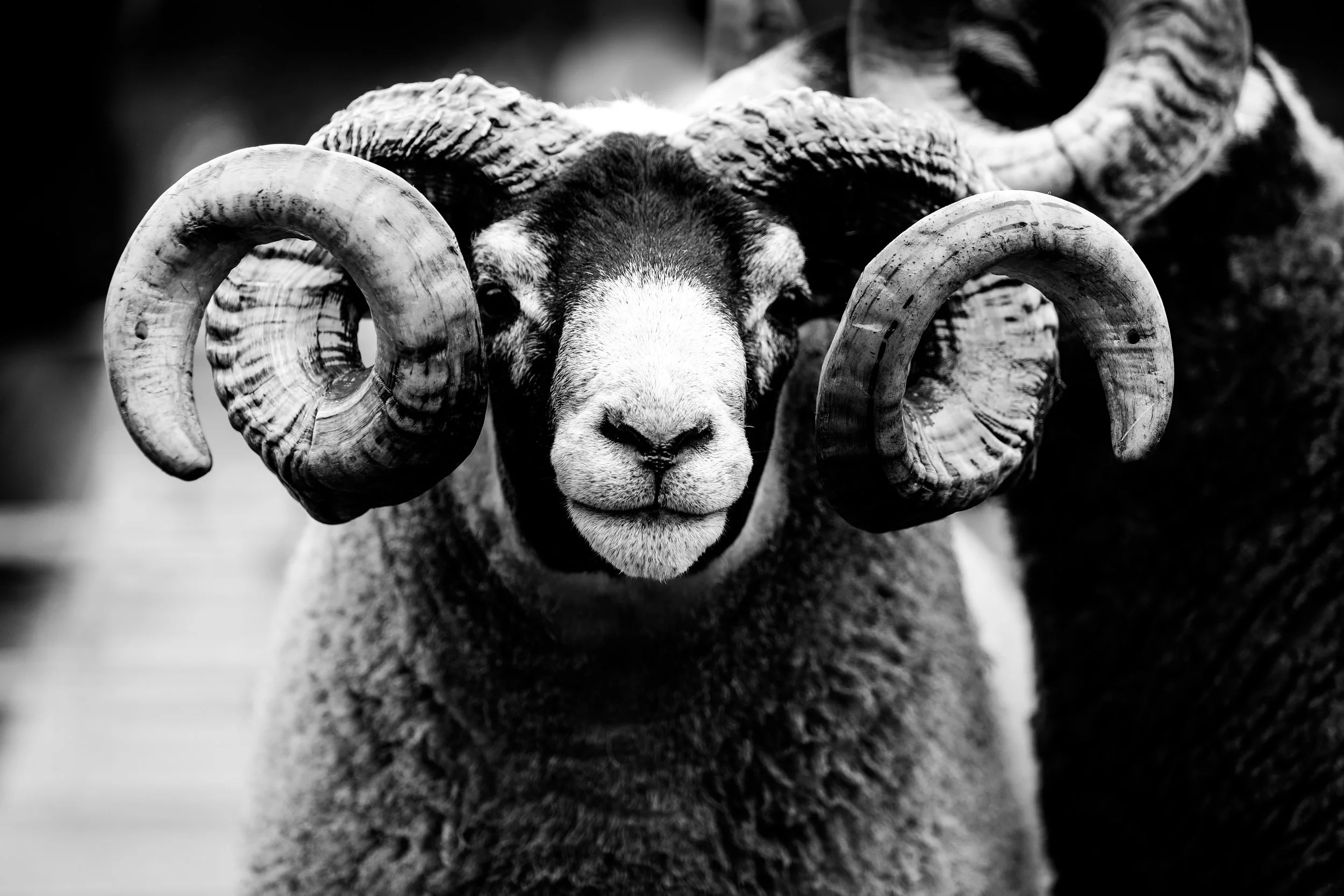 Black and white close-up photo of a sheep with large curled horns, facing the camera.