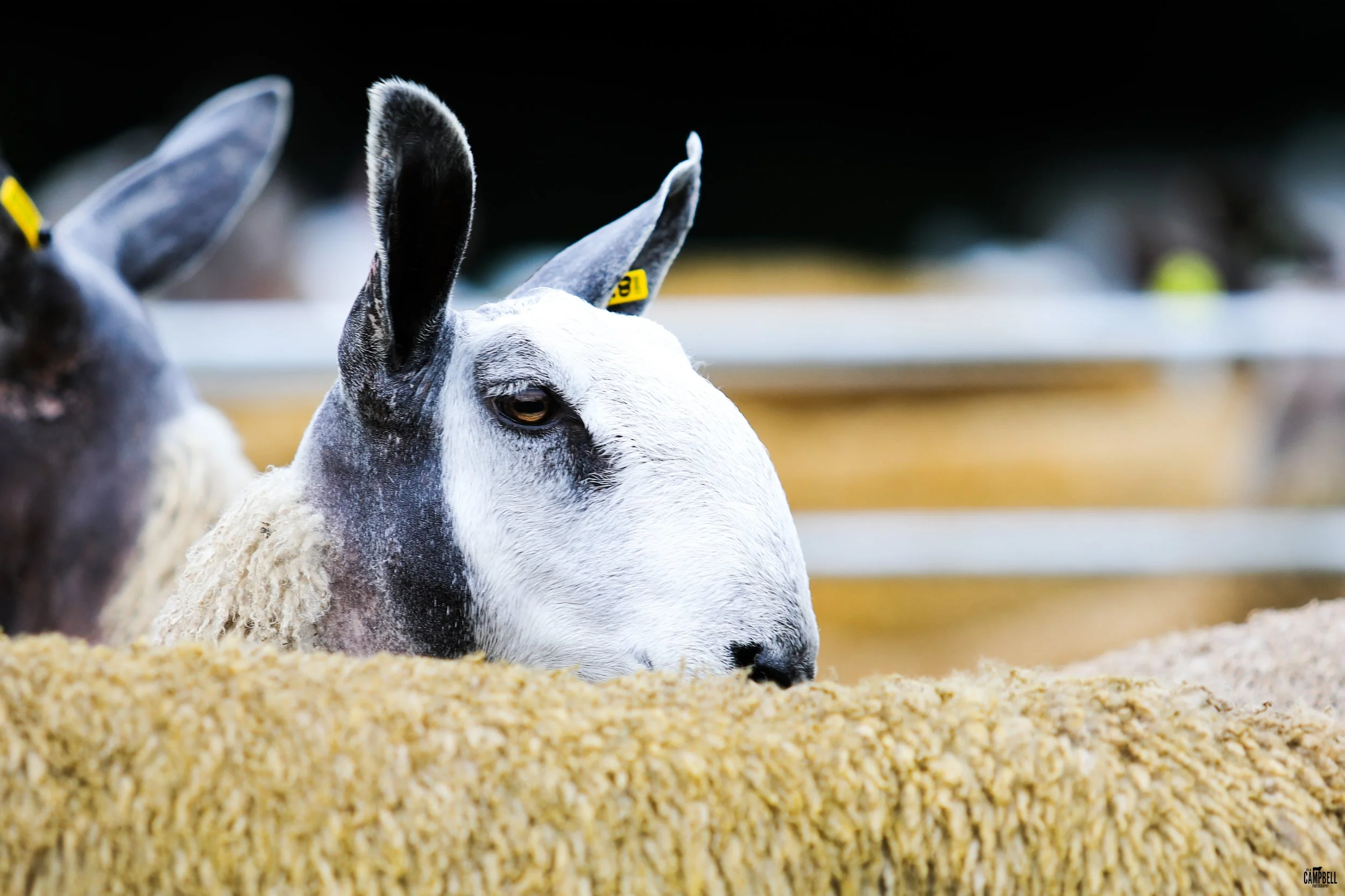 Close-up of a sheep’s face resting on yellow grain, with blurred other animals in the background.