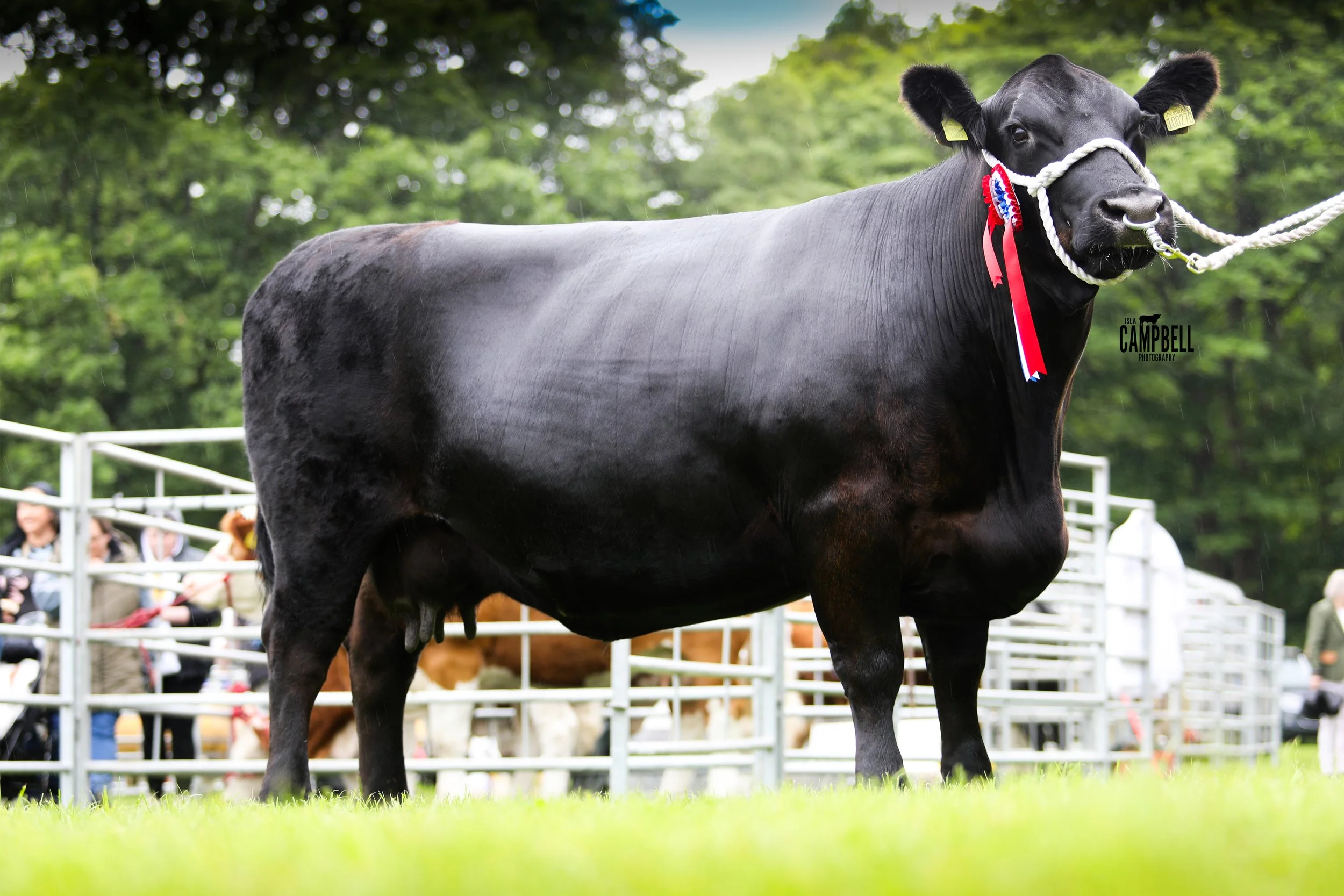 Champion Interbreed Beef PITTENDRIGH.jpg