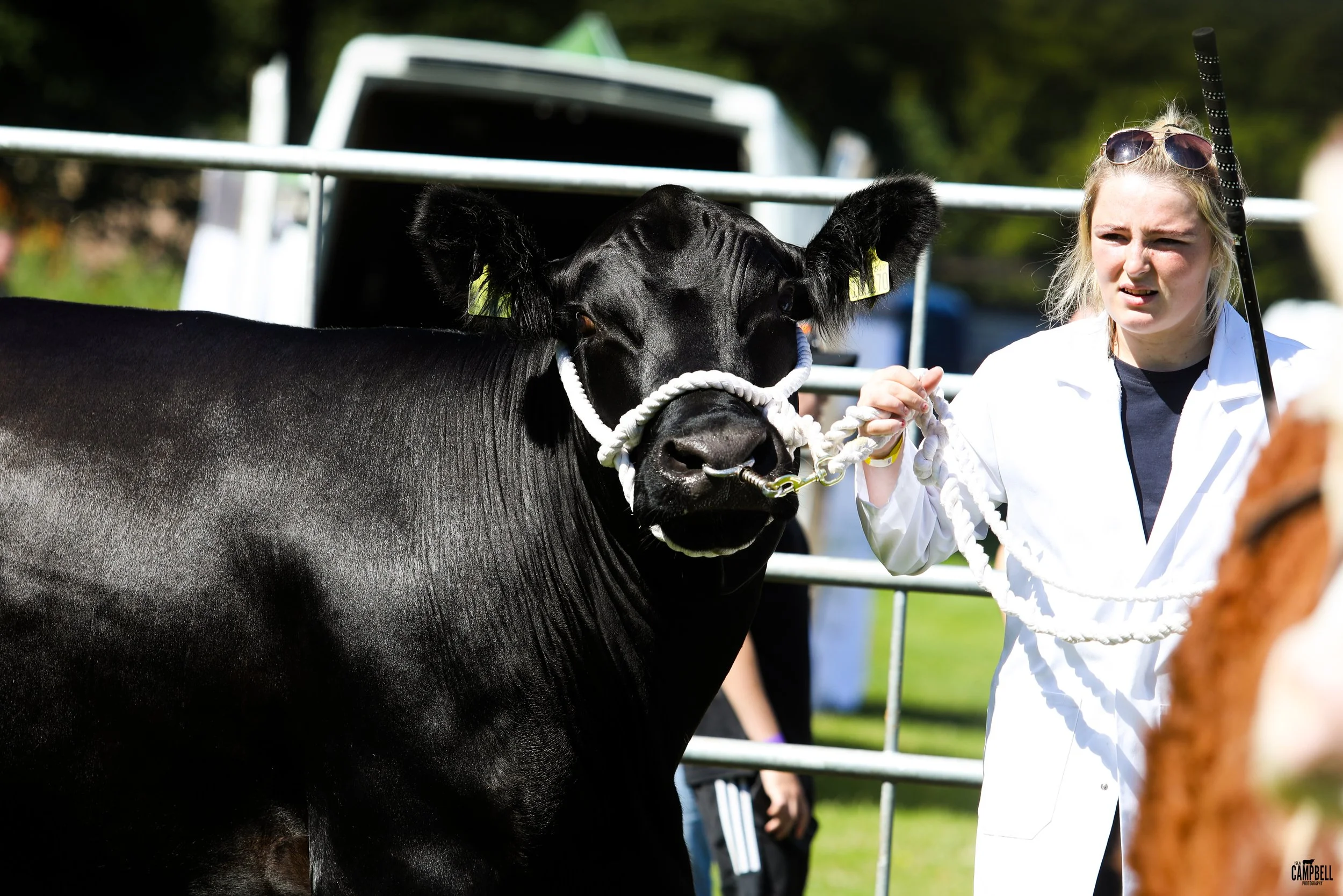 A young woman in a white coat holding a black calf by a rope at a fair or livestock event.