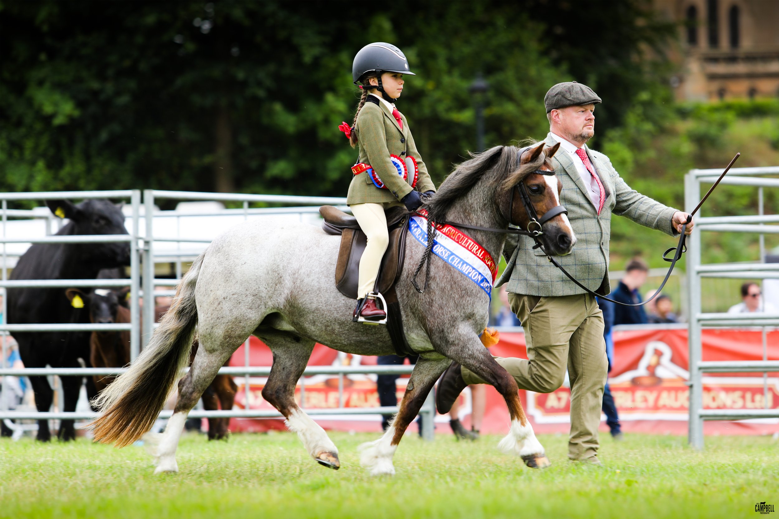 A young girl in equestrian attire, including a helmet and riding jacket, riding a grey horse with ribbons and banners, led by a man in a plaid jacket and flat cap at a horse show.