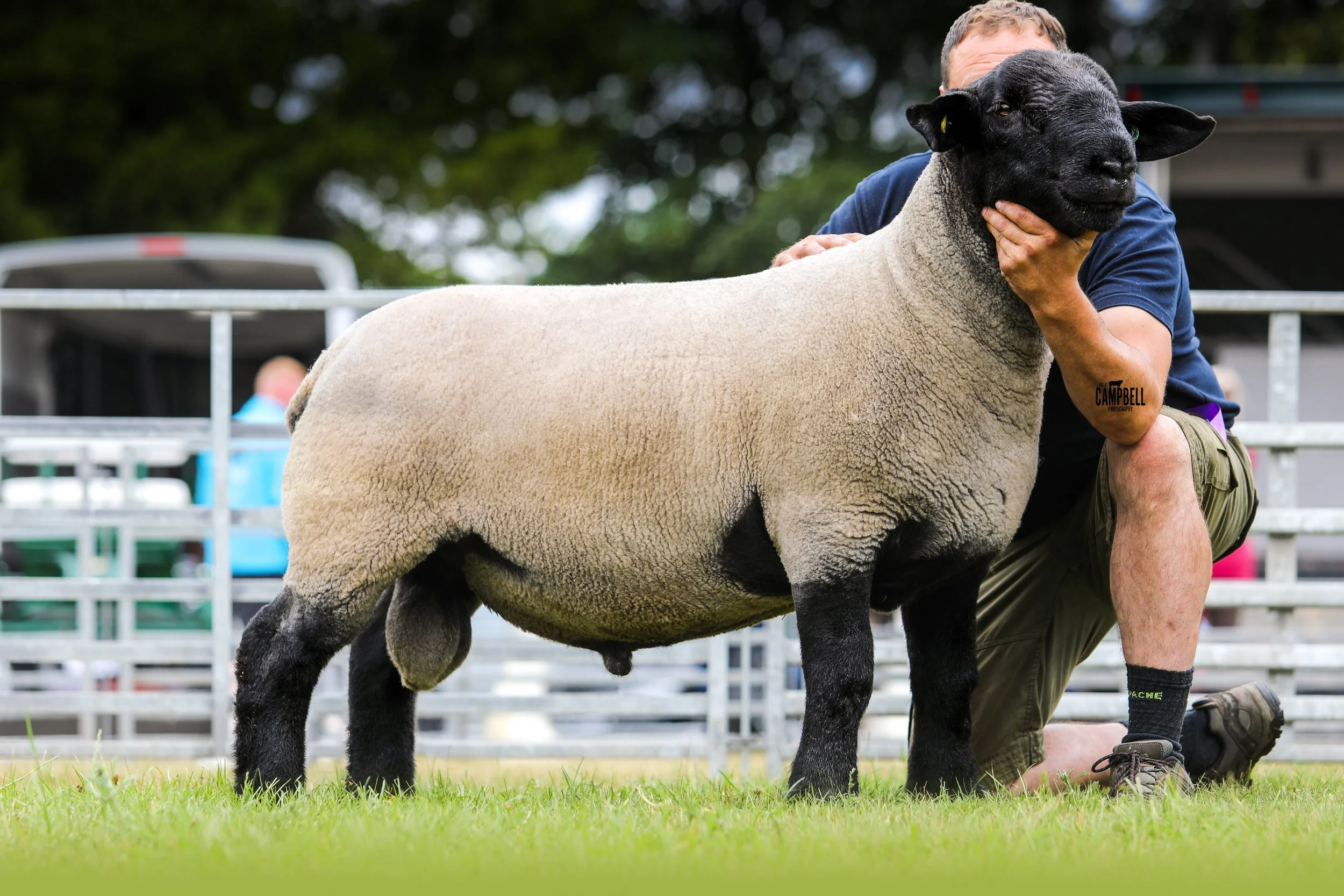 A person is holding a black-faced sheep with a cream-colored body at an outdoor livestock event. The sheep is standing on green grass, and there are fences and trees in the background.