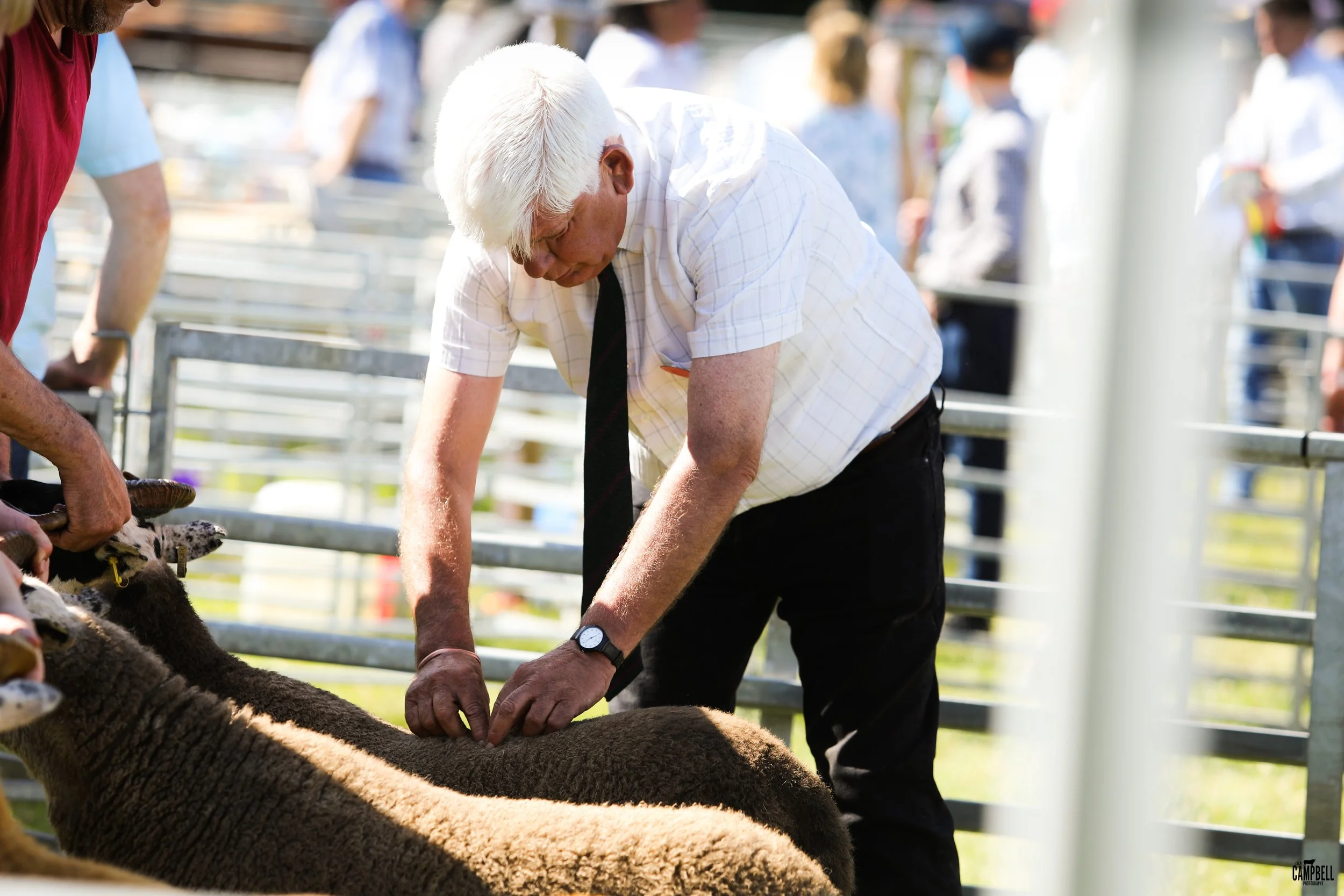 An elderly man with white hair, dressed in a short-sleeve checkered shirt and black pants, is tending to sheep at an outdoor livestock event. He appears to be checking or adjusting the sheep's wool. Other people and sheep are visible in the backgroun