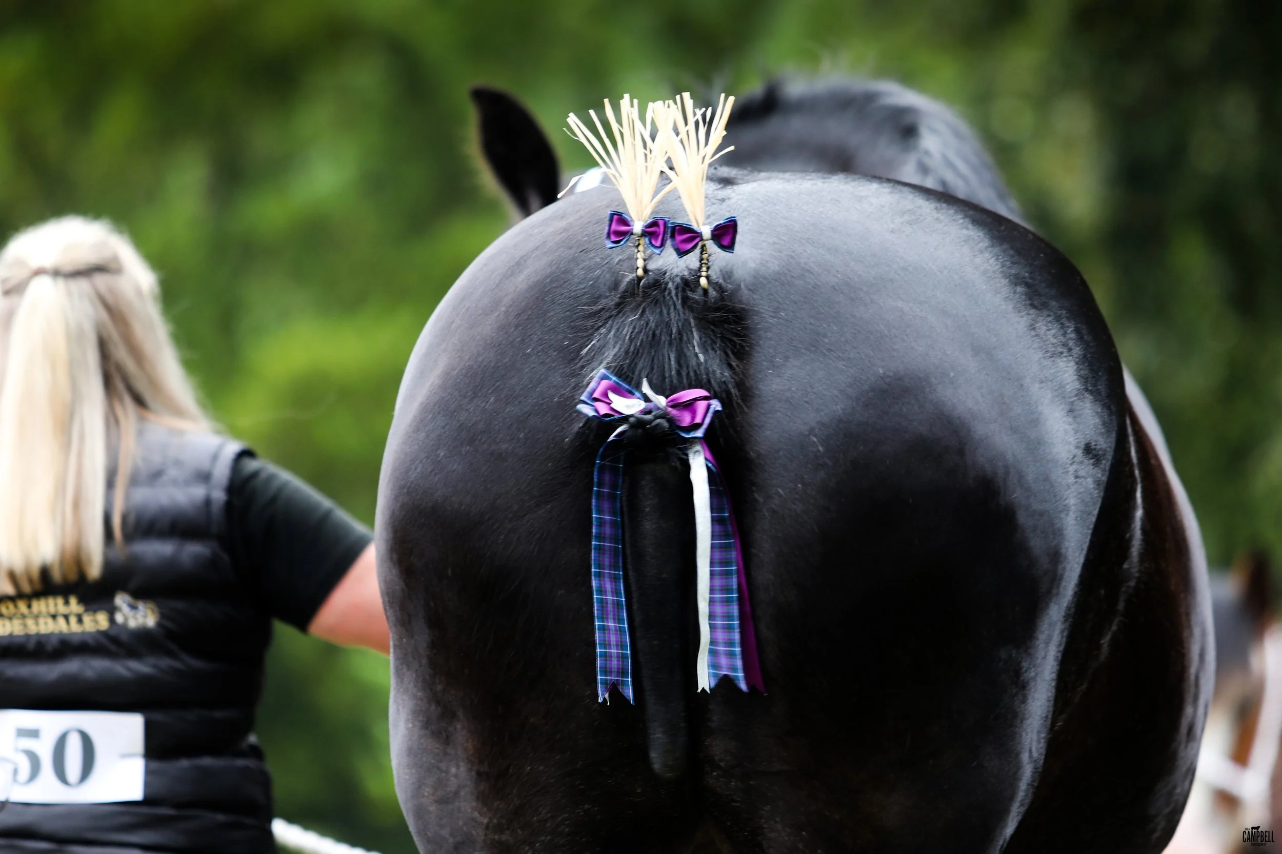 A black horse with braids and purple bows on its tail, standing outdoors during daytime. A person in a black jacket and a number tag is nearby.