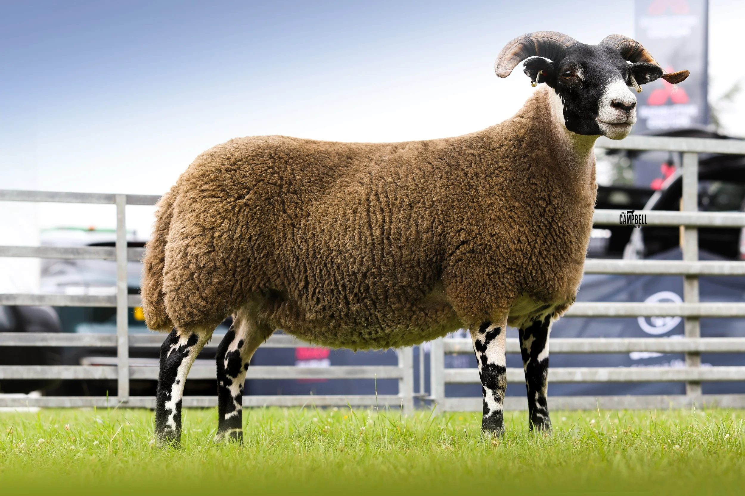 A sheep with a black face and black and white legs, standing on green grass behind a white fence, with a clear sky and blurred background.