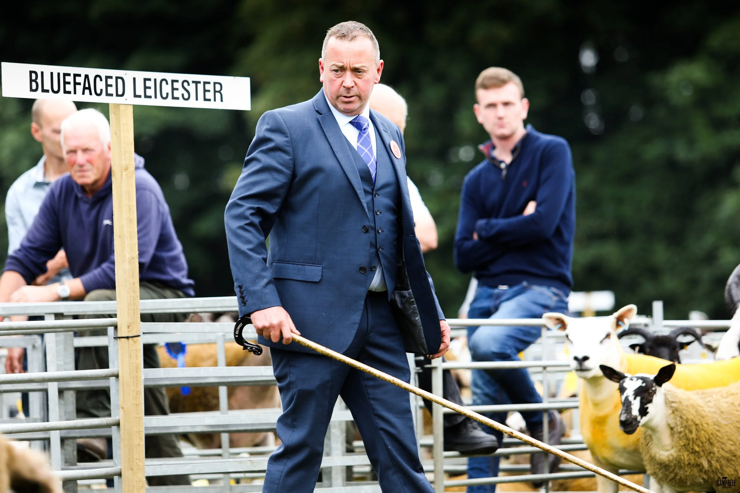 A man in a blue suit and blue tie holding a cane, standing among cows in a fenced area at an outdoor cattle event, with a sign reading 'Bluefaced Leicester' visible nearby.