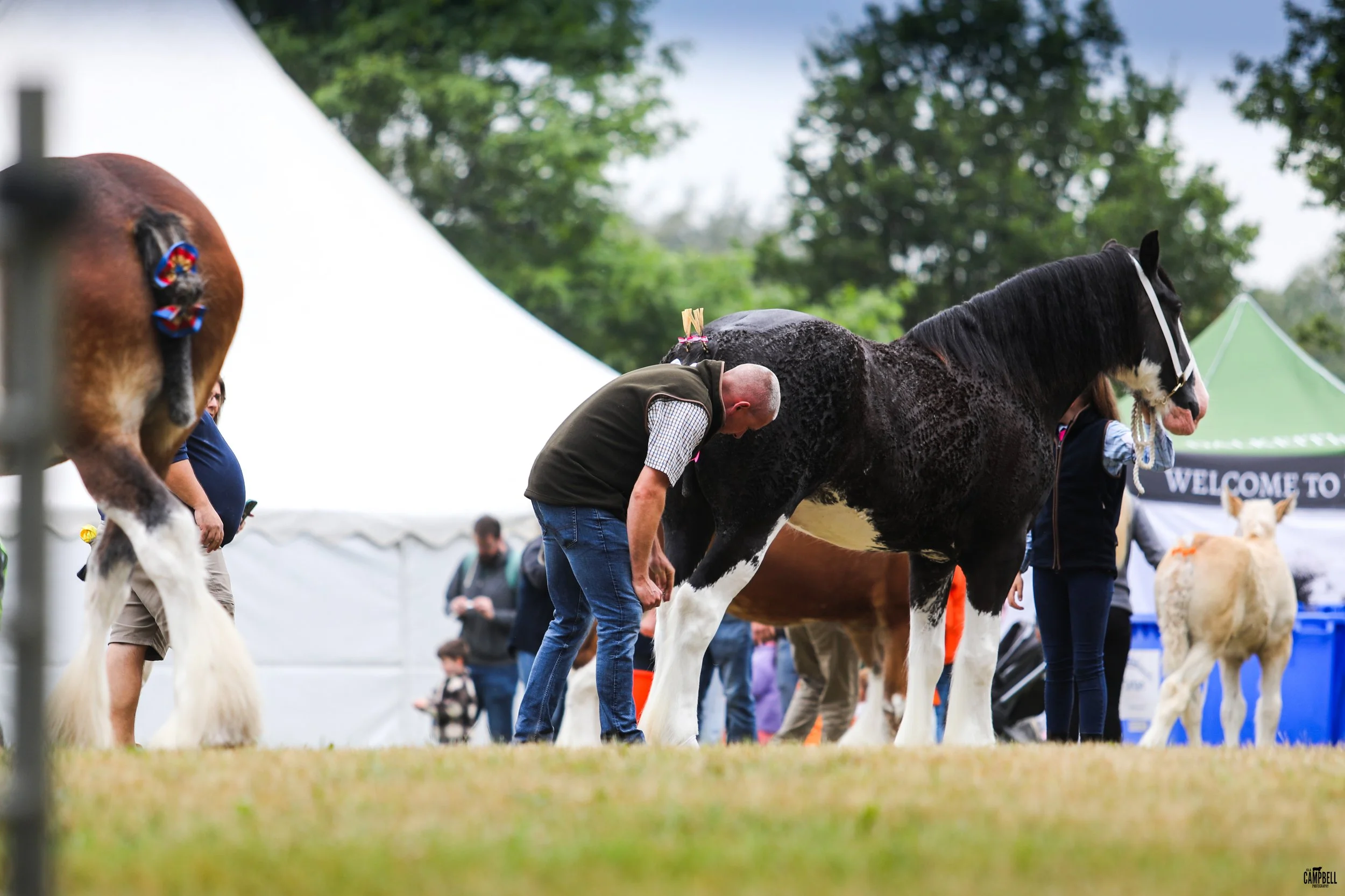 People grooming and observing large cows at an outdoor event, with tents and trees in the background.