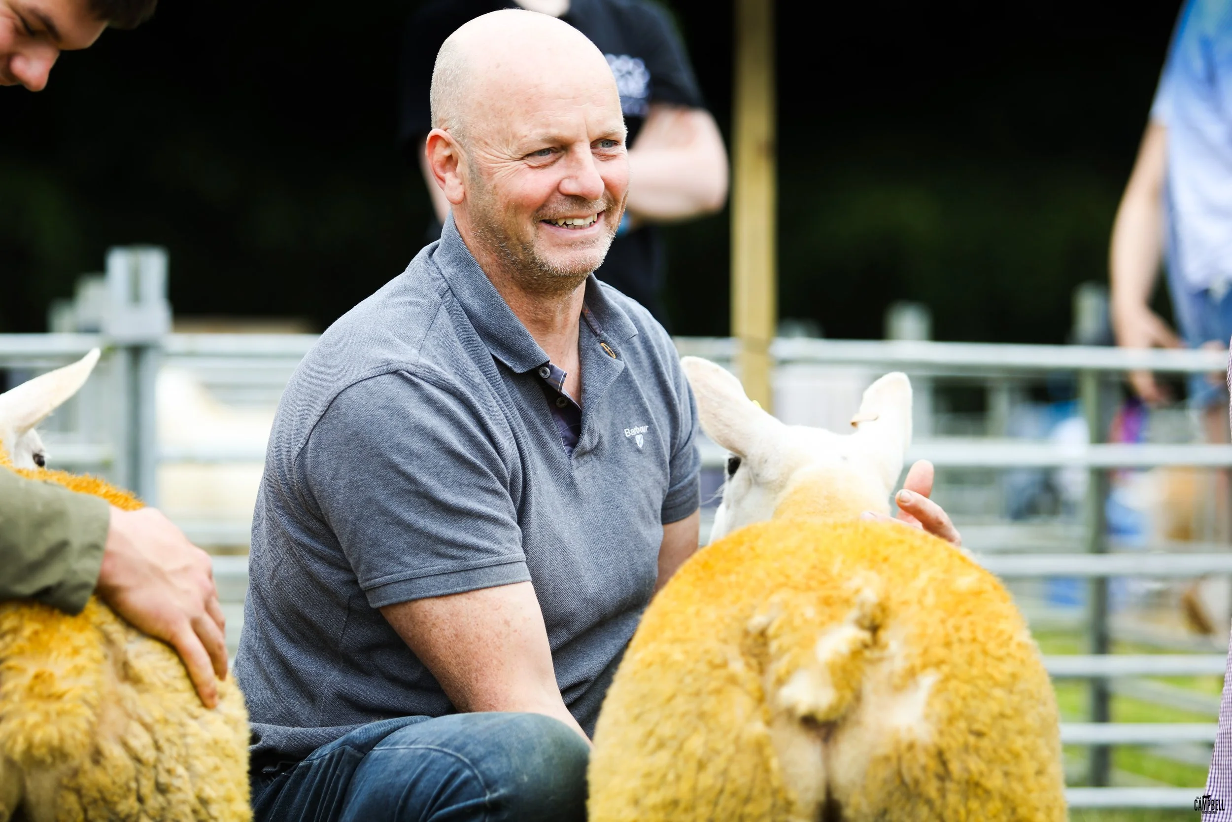 A smiling man with a shaved head wearing a gray polo shirt, sitting outdoors with sheep that have yellow and white fleece coats during a farm event.