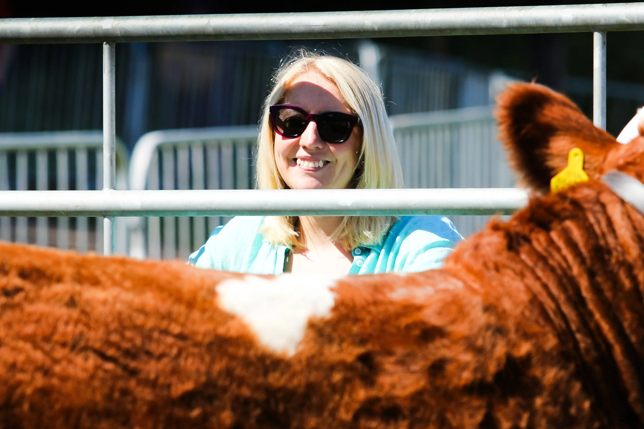 A woman with blonde hair, wearing sunglasses and a light blue shirt, smiling and looking at a brown and white cow during daytime at a farm or petting zoo.