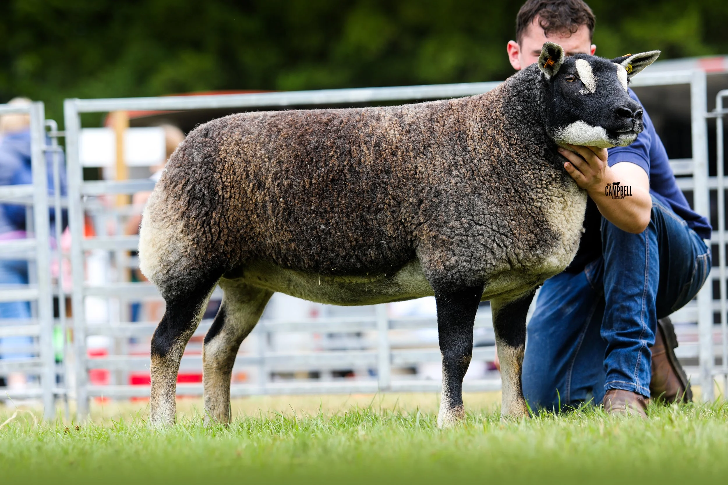 A person holding a large black and white sheep with thick wool, outdoors on a grassy field with a metal fence and trees in the background.