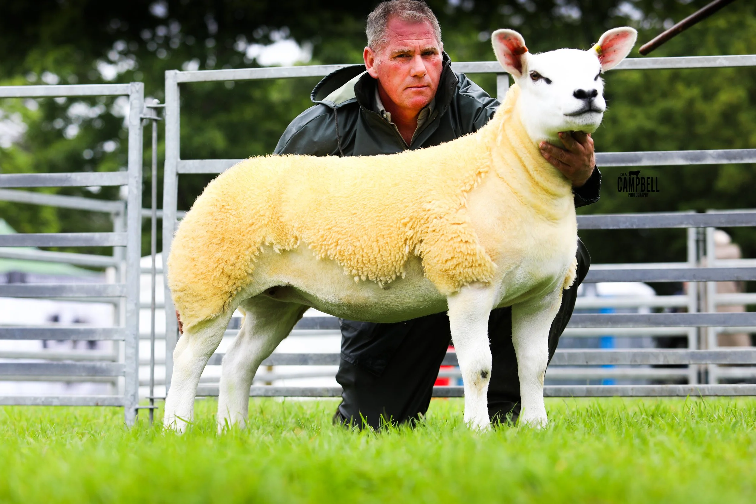 Champion Texel PREACHER.jpg
