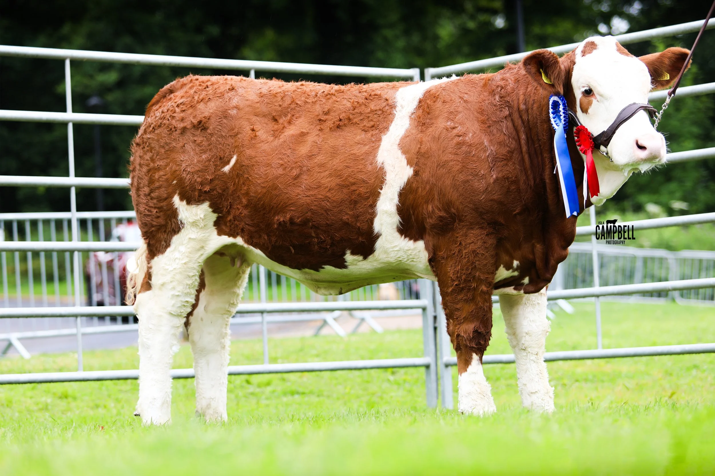 Champion Continental Reserve Interbeed GRIBON.jpg