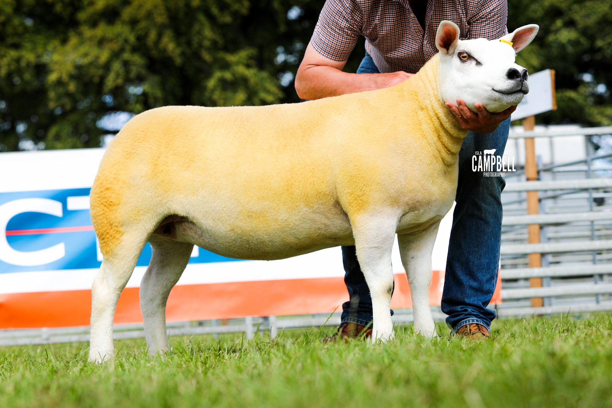 Champion of Champions Texel DAVIE PREACHER.jpg