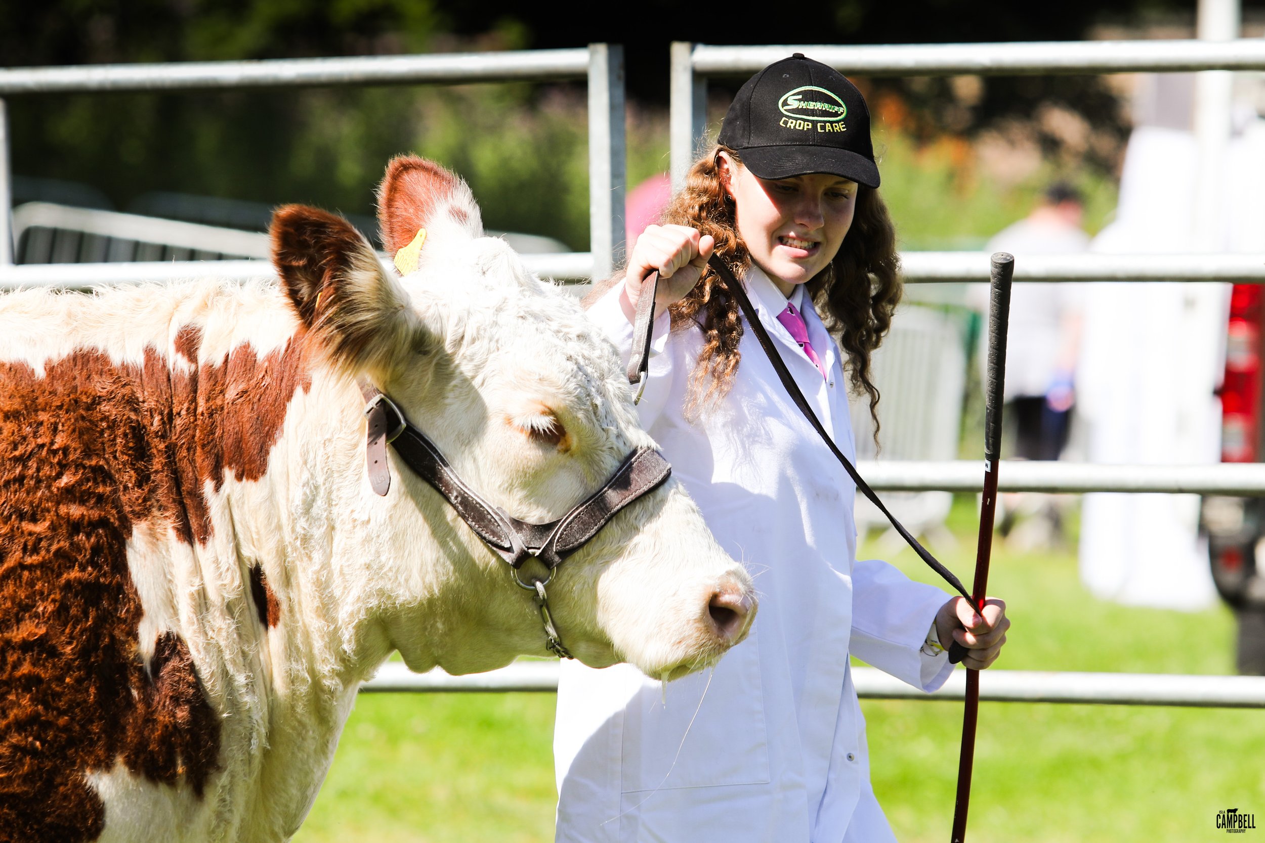 Young girl with curly hair wearing a white coat and black cap, leading a white and brown cow with a stick, inside a fenced outdoor area.
