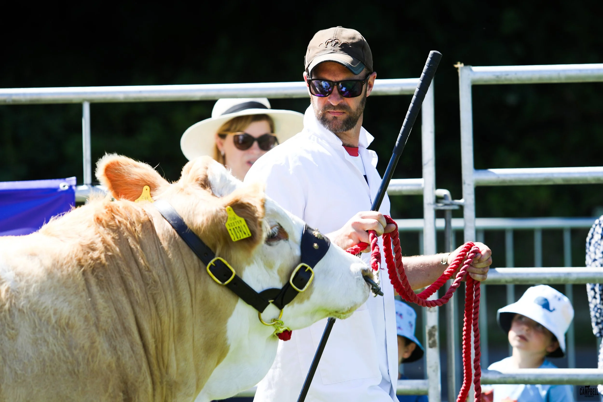 Man and woman with sunglasses and hats watching a calf at an outdoor farm event.