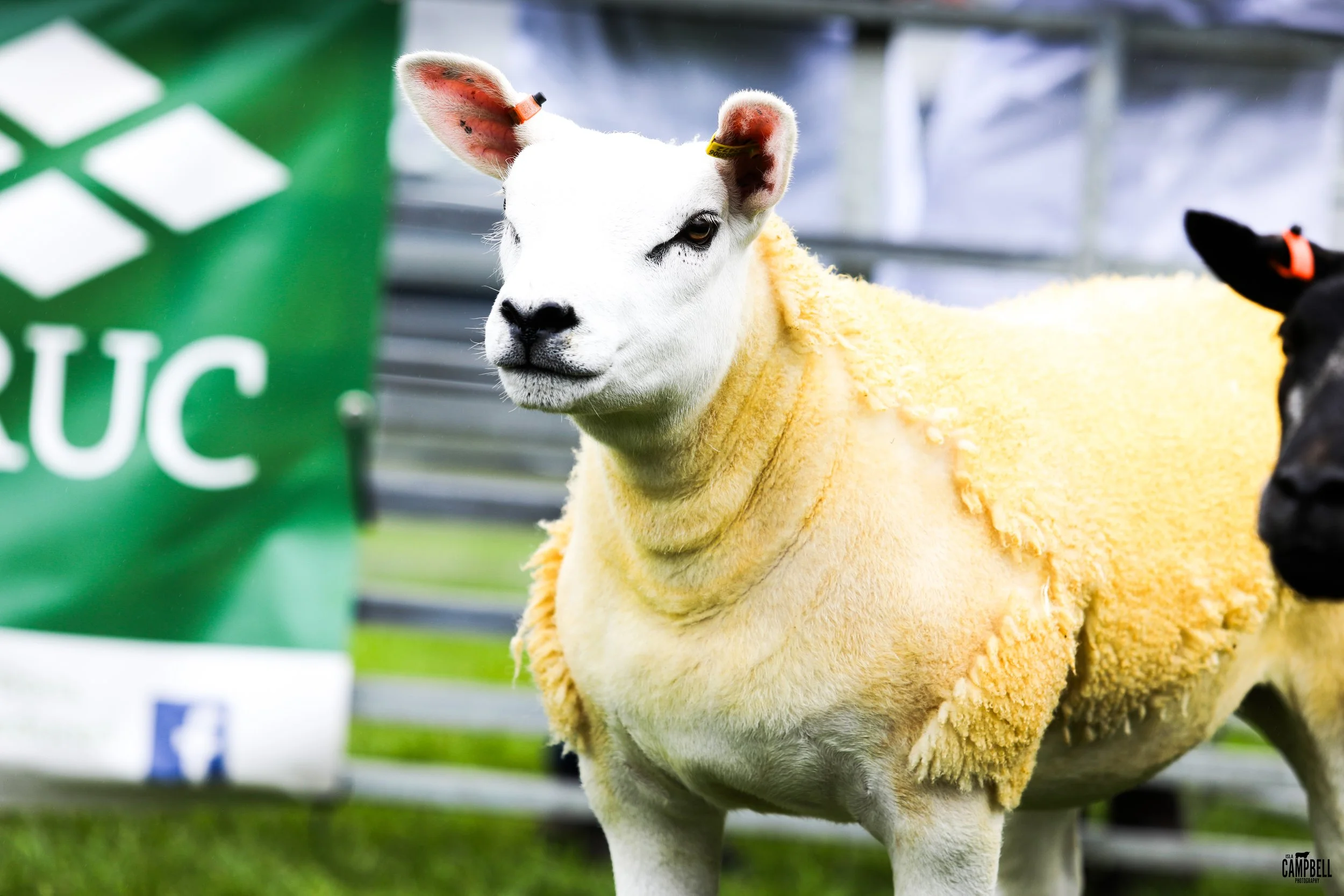 dalkeith show 24-089.jpg