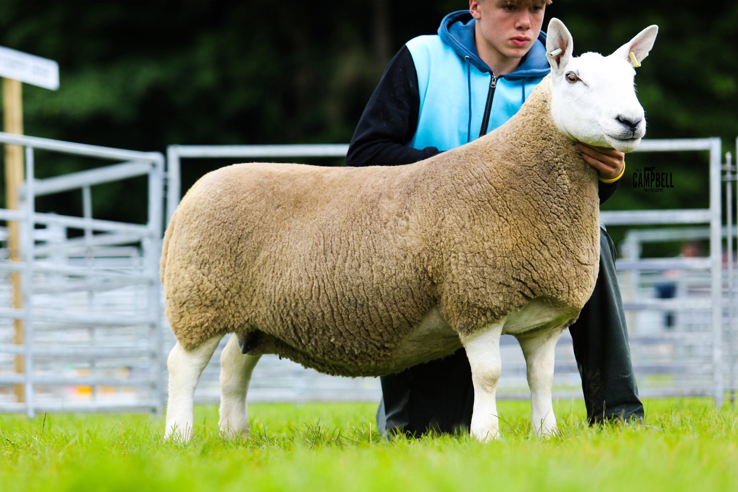 Champion Cheviot and Sheep Interbreed PHILLIPHAUGH.jpg