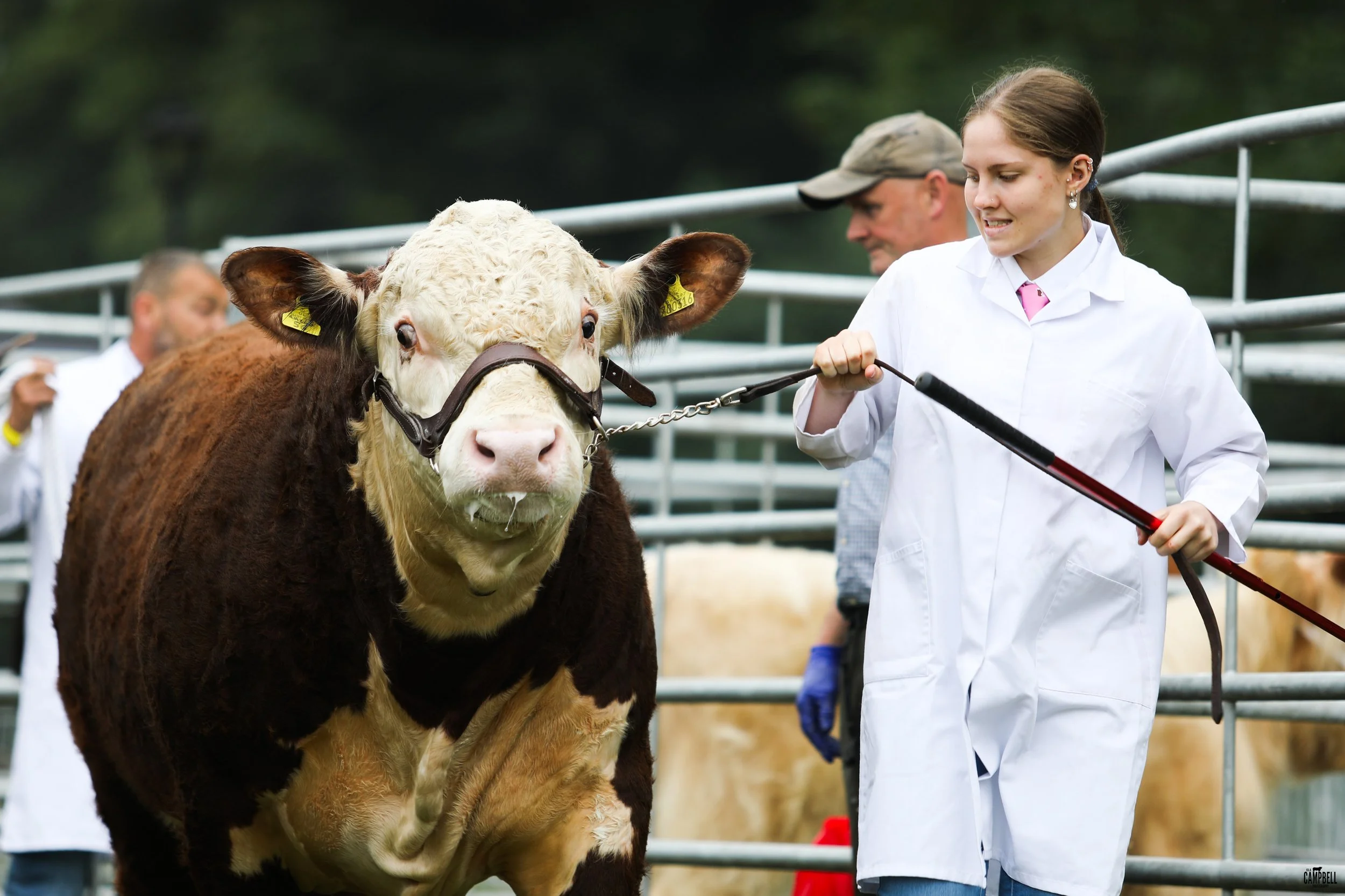 A woman in a white coat holding a cattle brush near a brown and white dairy cow during a livestock event.