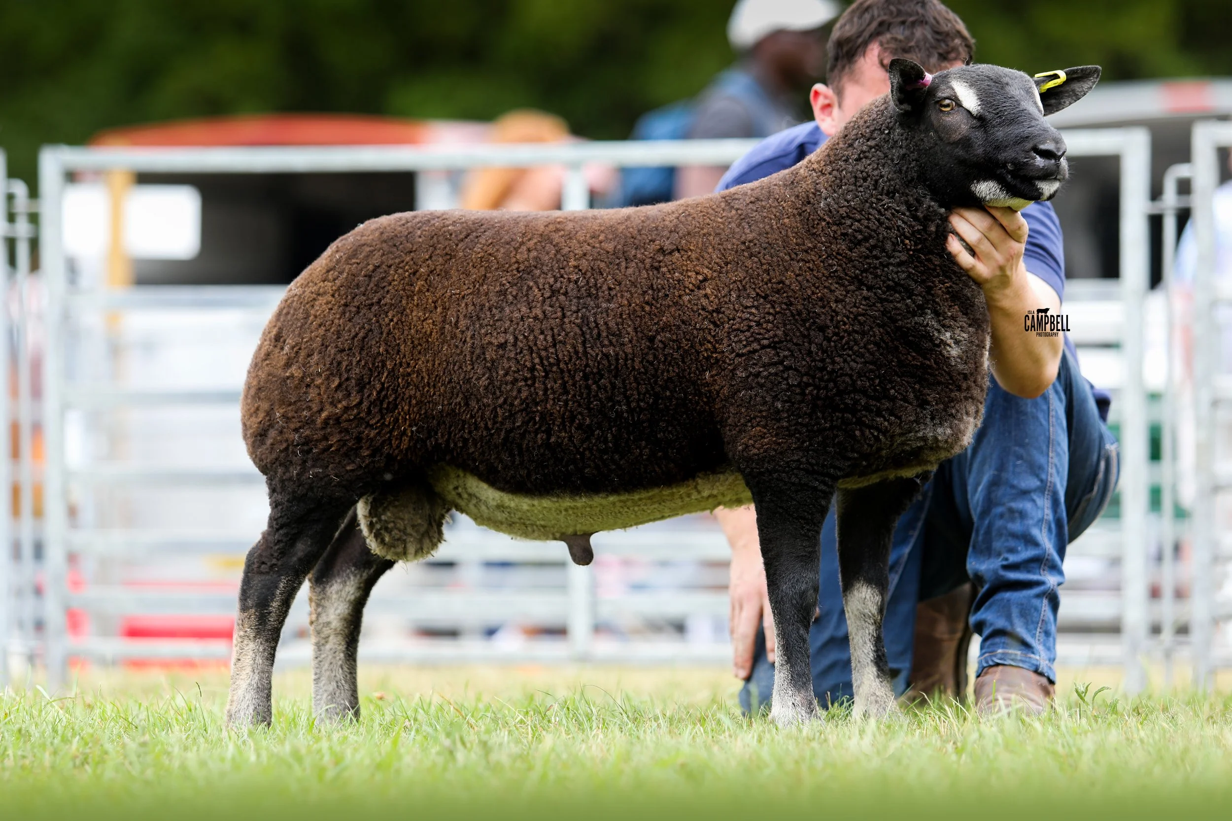 A person holding a black and white sheep in a farm setting with green grass, metal fencing, and trees in the background.