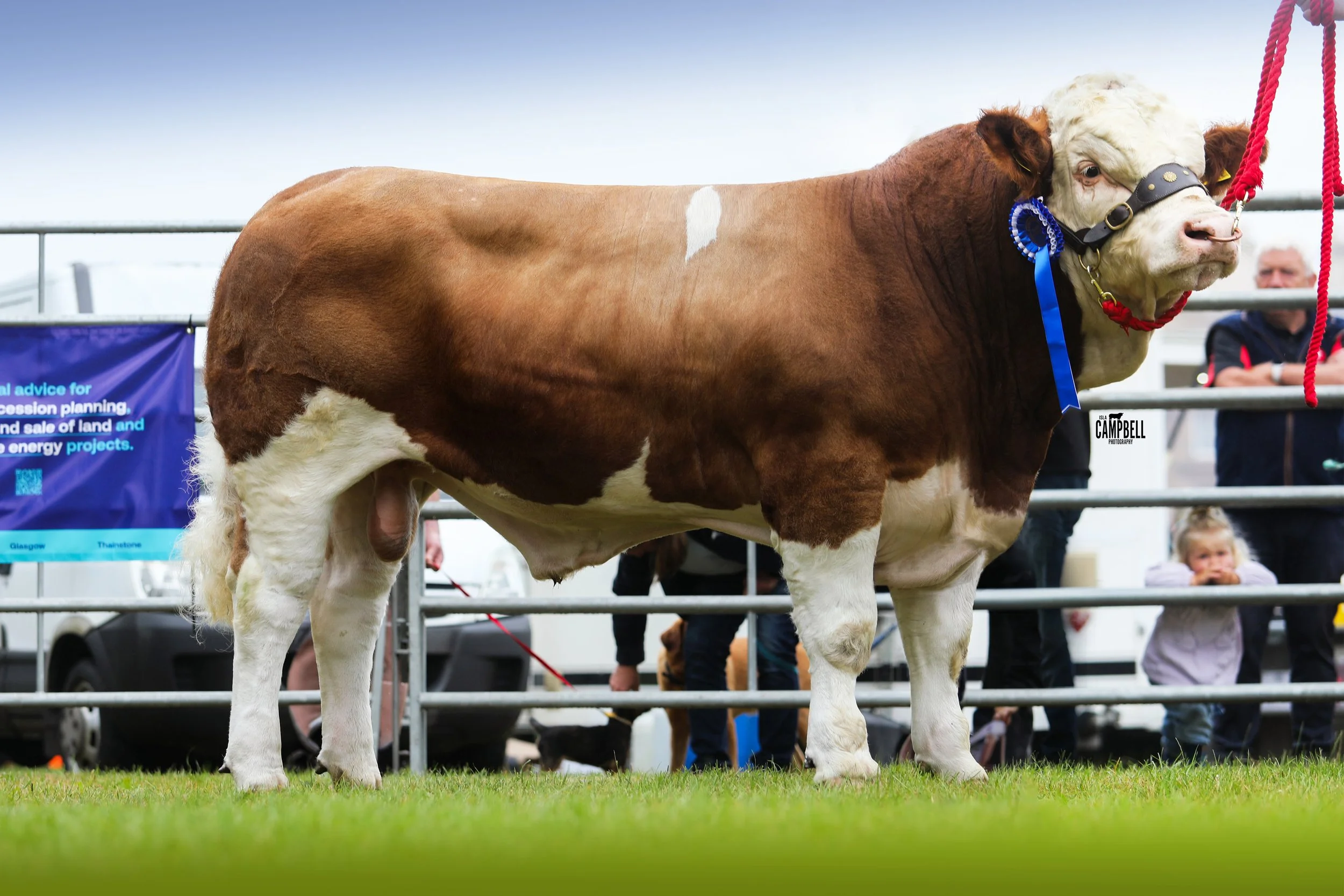 Brown and white cow standing on grass at an event, with people and banners in the background.